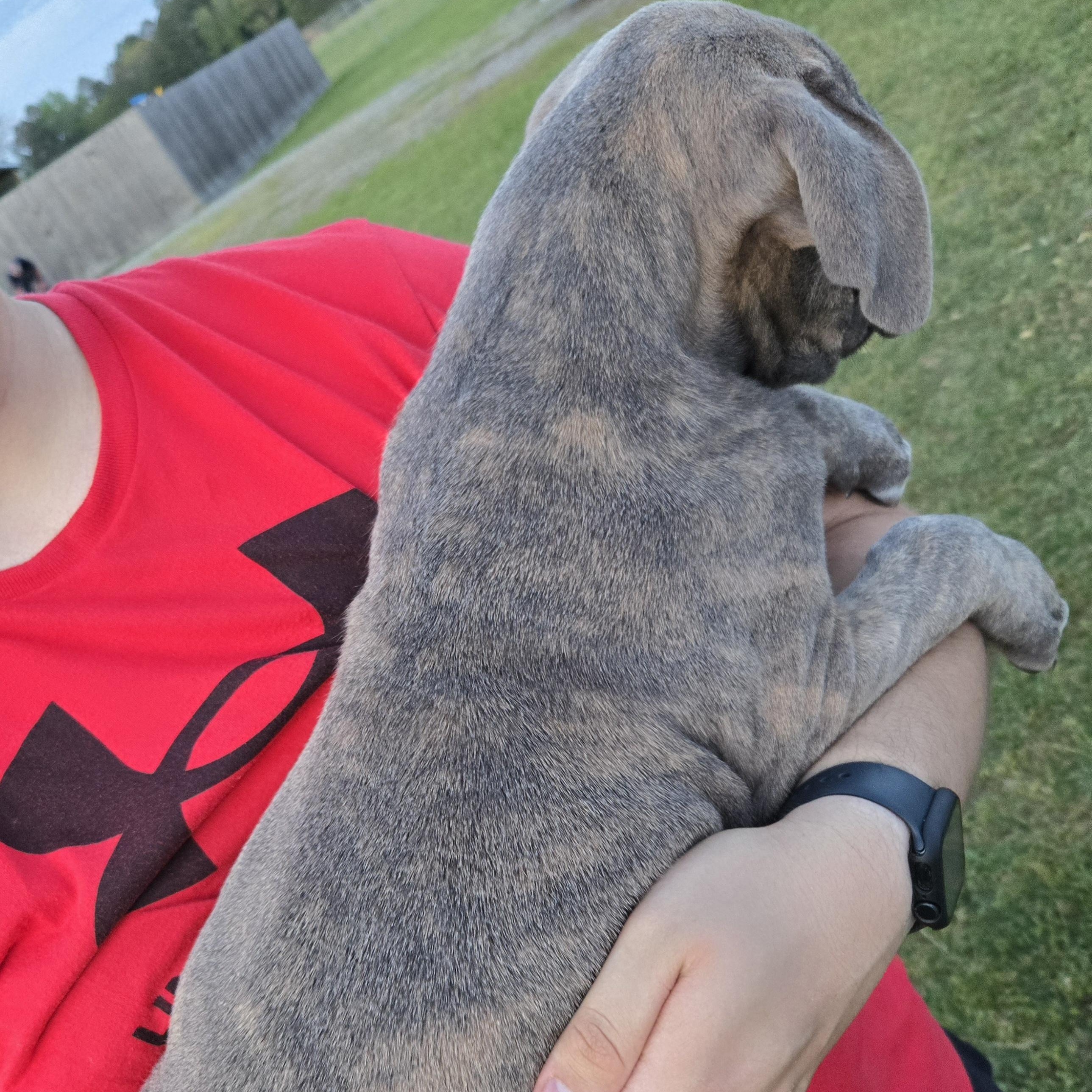 Enlarge Concrete, an adopted mixed breed in Harrisburg, PA image 3/5