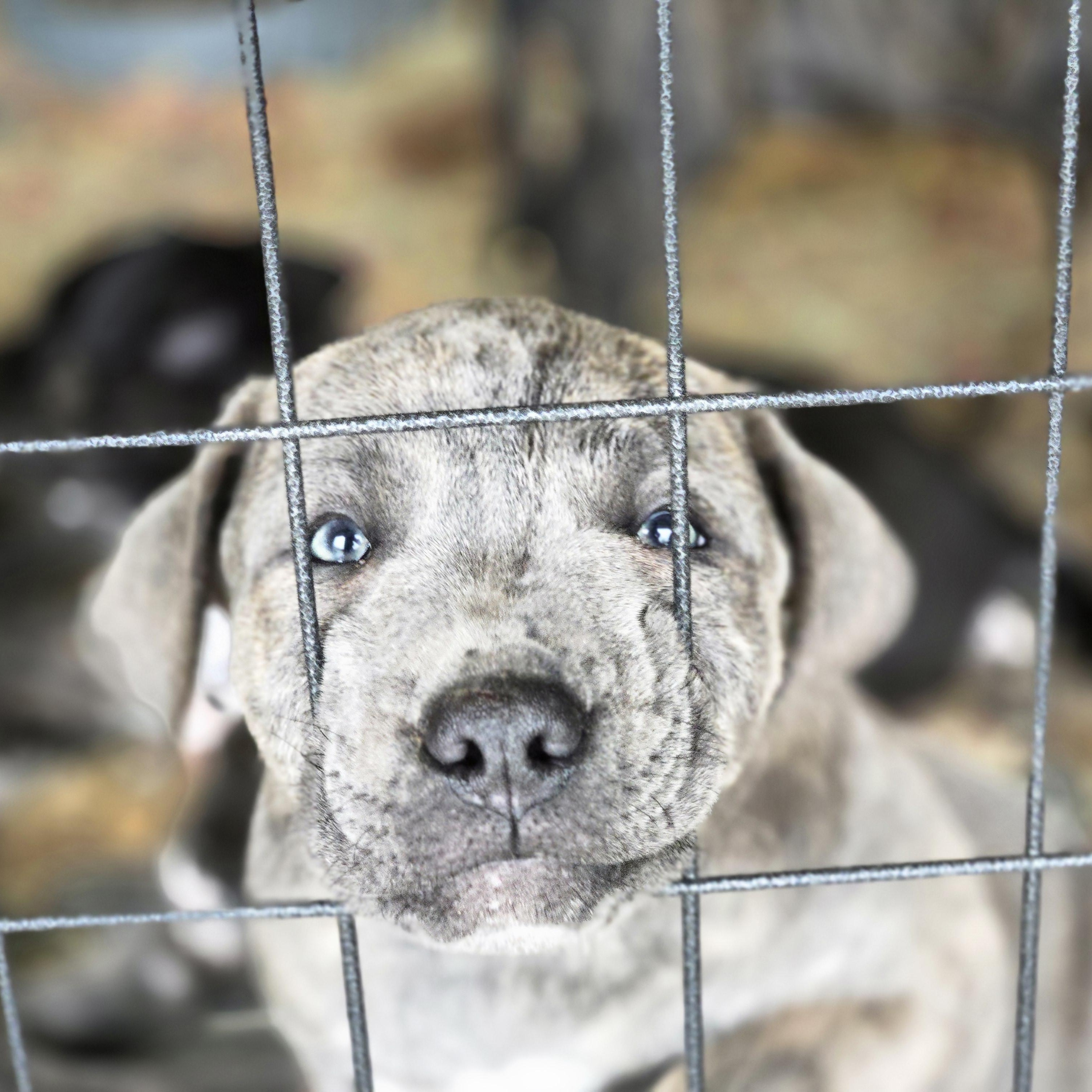 Enlarge Concrete, an adopted mixed breed in Harrisburg, PA image 4/5