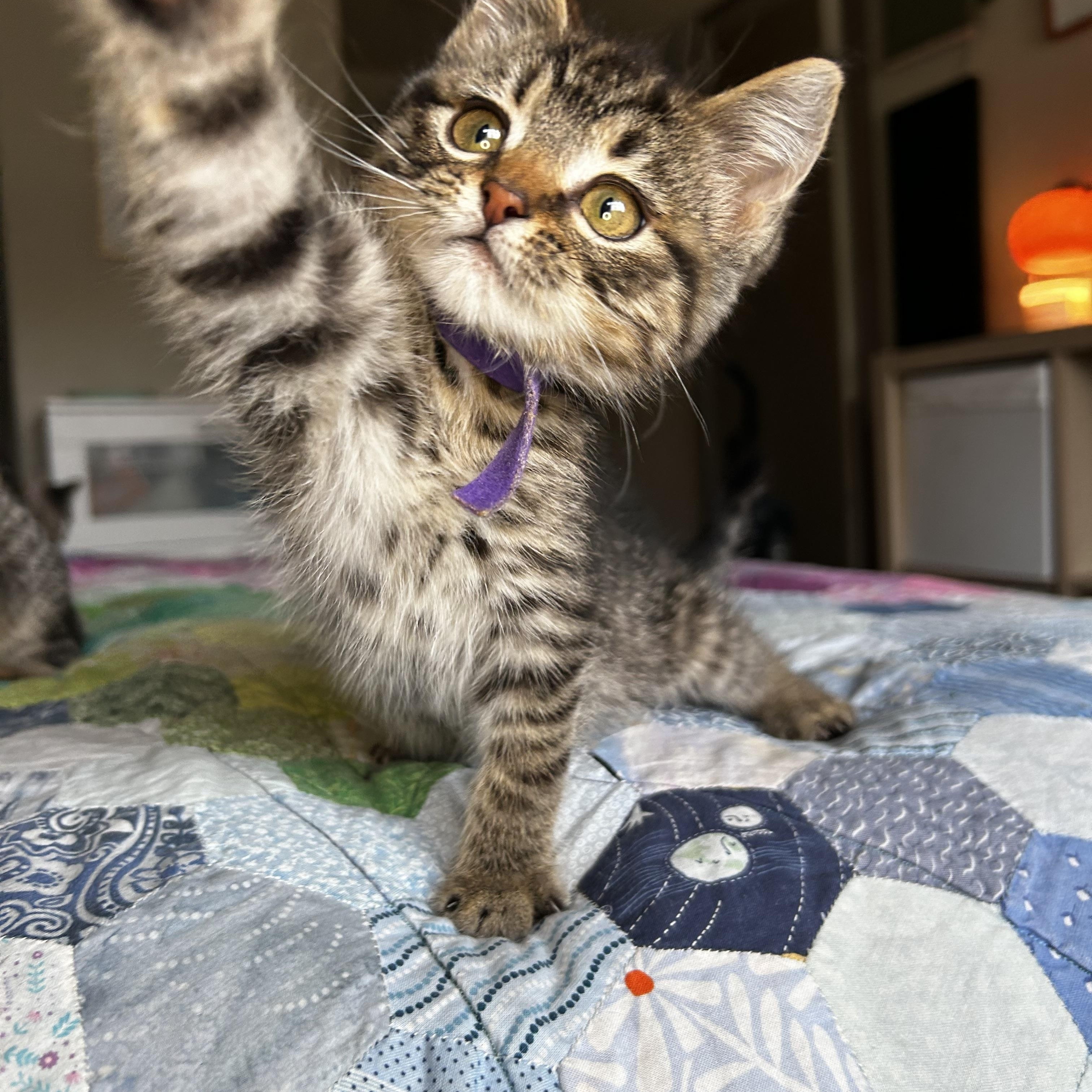 Enlarge Cavatappi, an adopted Domestic Short Hair in Portland, OR image 1/5