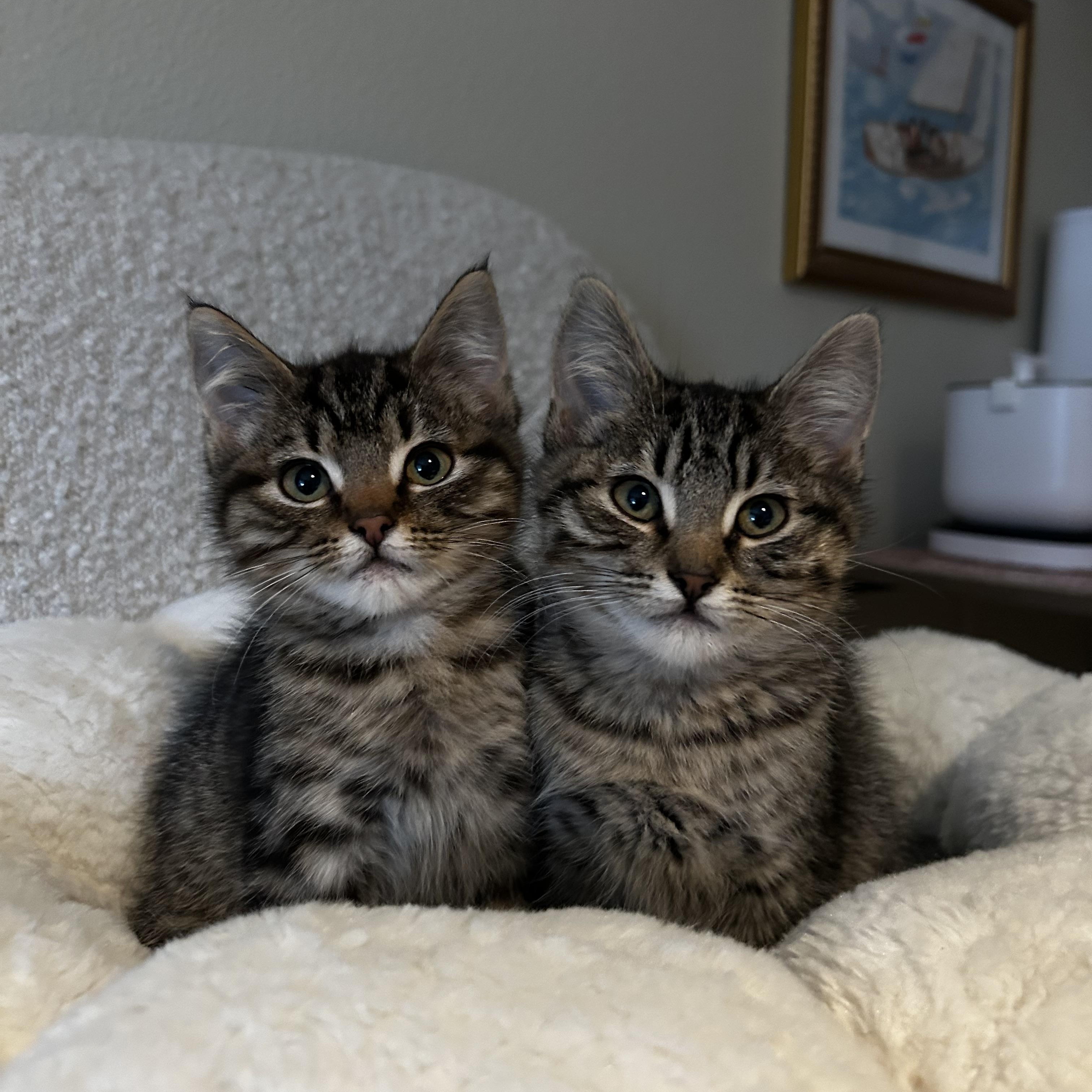 Enlarge Cavatappi, an adopted Domestic Short Hair in Portland, OR image 2/5