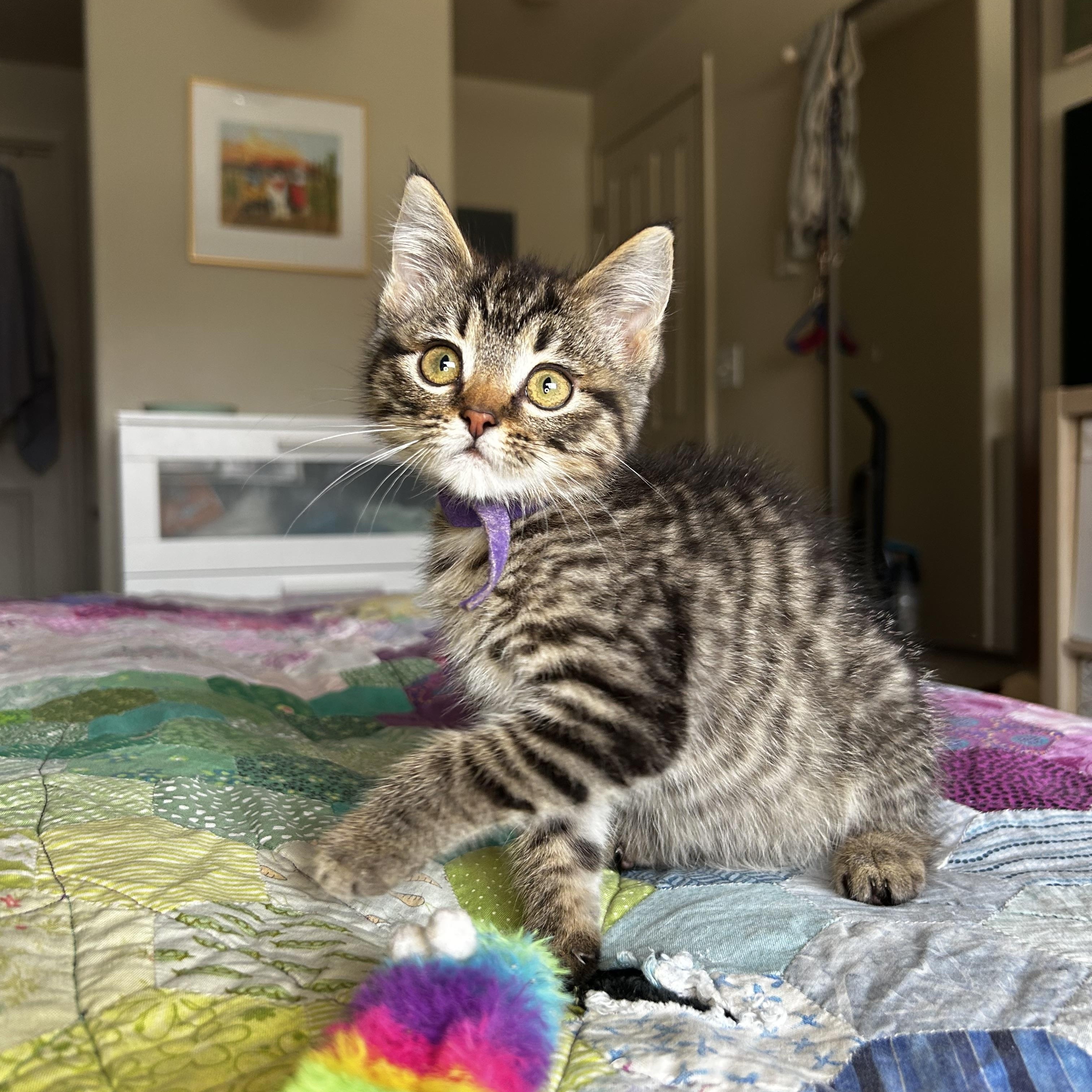 Enlarge Cavatappi, an adopted Domestic Short Hair in Portland, OR image 3/5