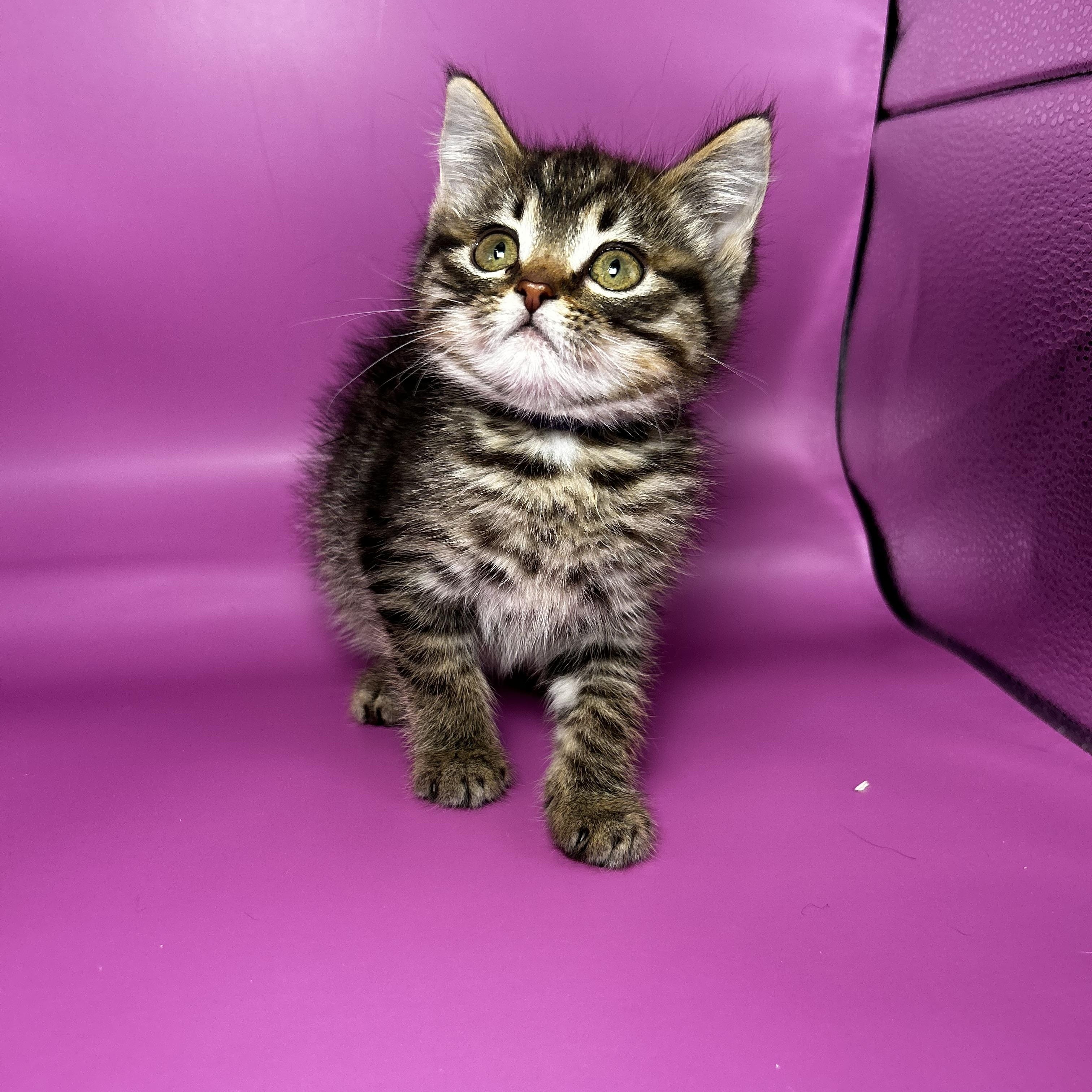 Enlarge Cavatappi, an adopted Domestic Short Hair in Portland, OR image 4/5