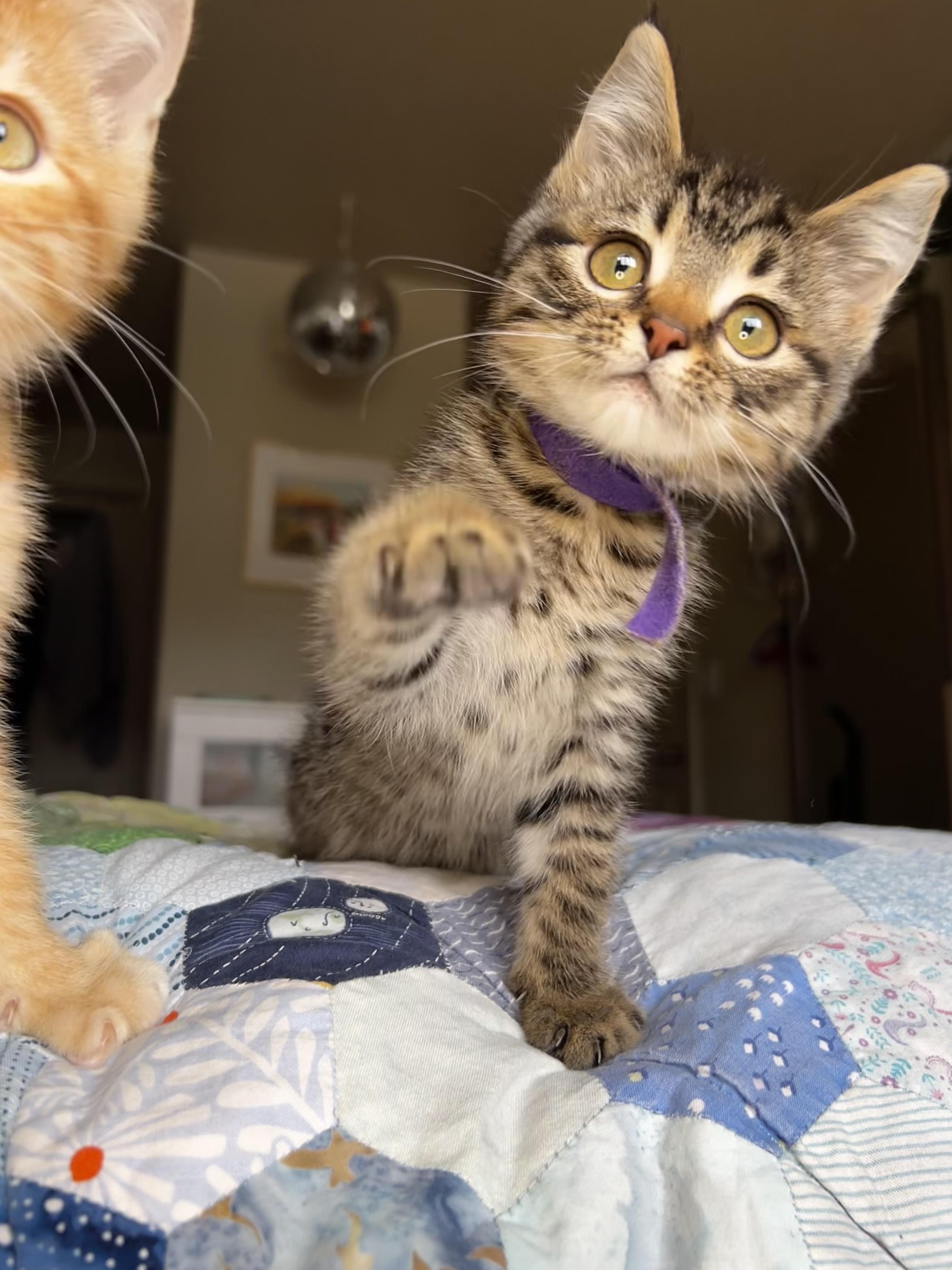 Enlarge Cavatappi, an adopted Domestic Short Hair in Portland, OR image 5/5