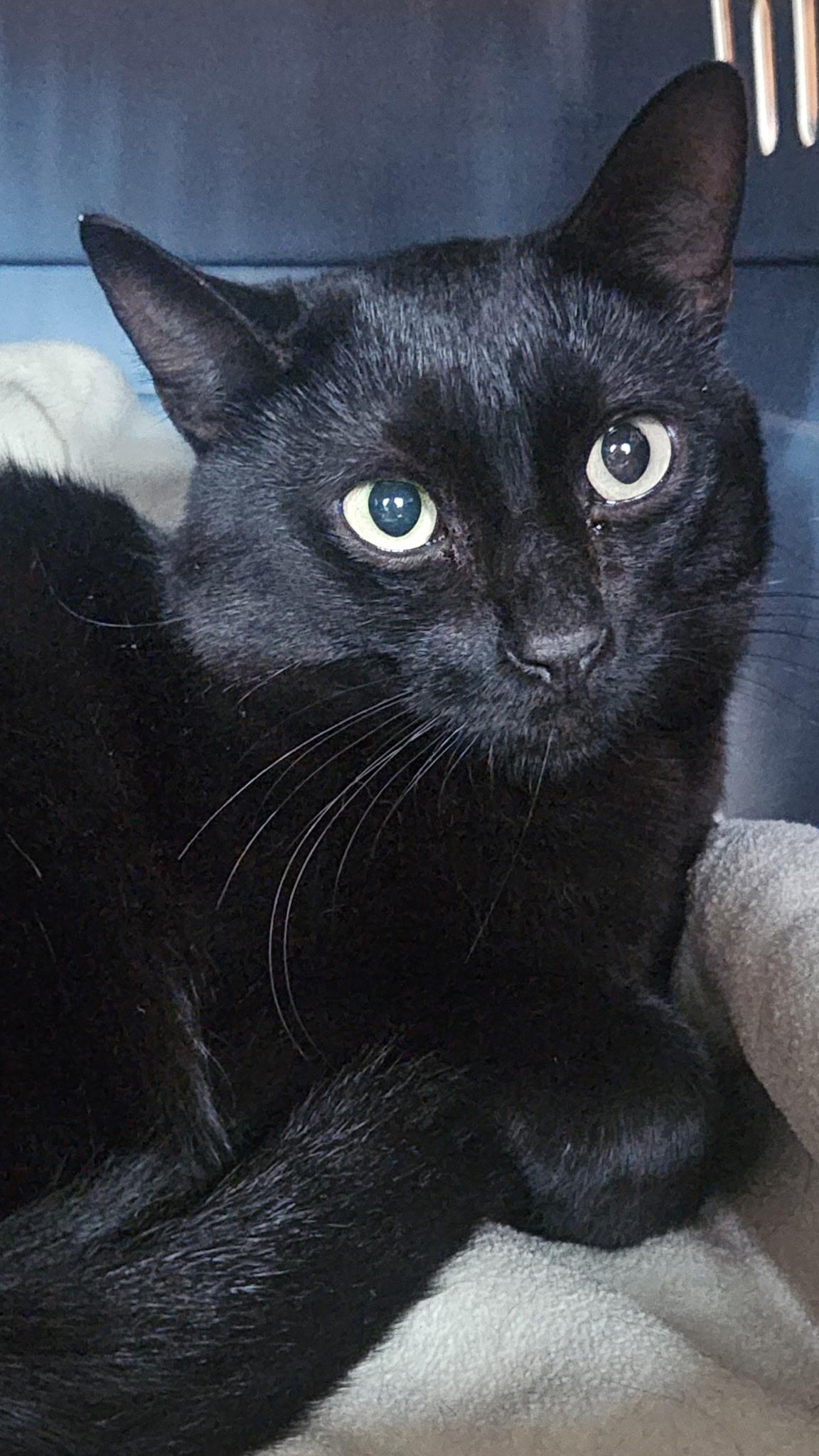 Buddy, ADOPTABLE, Adult Male Domestic Short Hair.