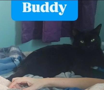 Enlarge Buddy, a ADOPTABLE Domestic Short Hair in Avondale, PA image 2/2