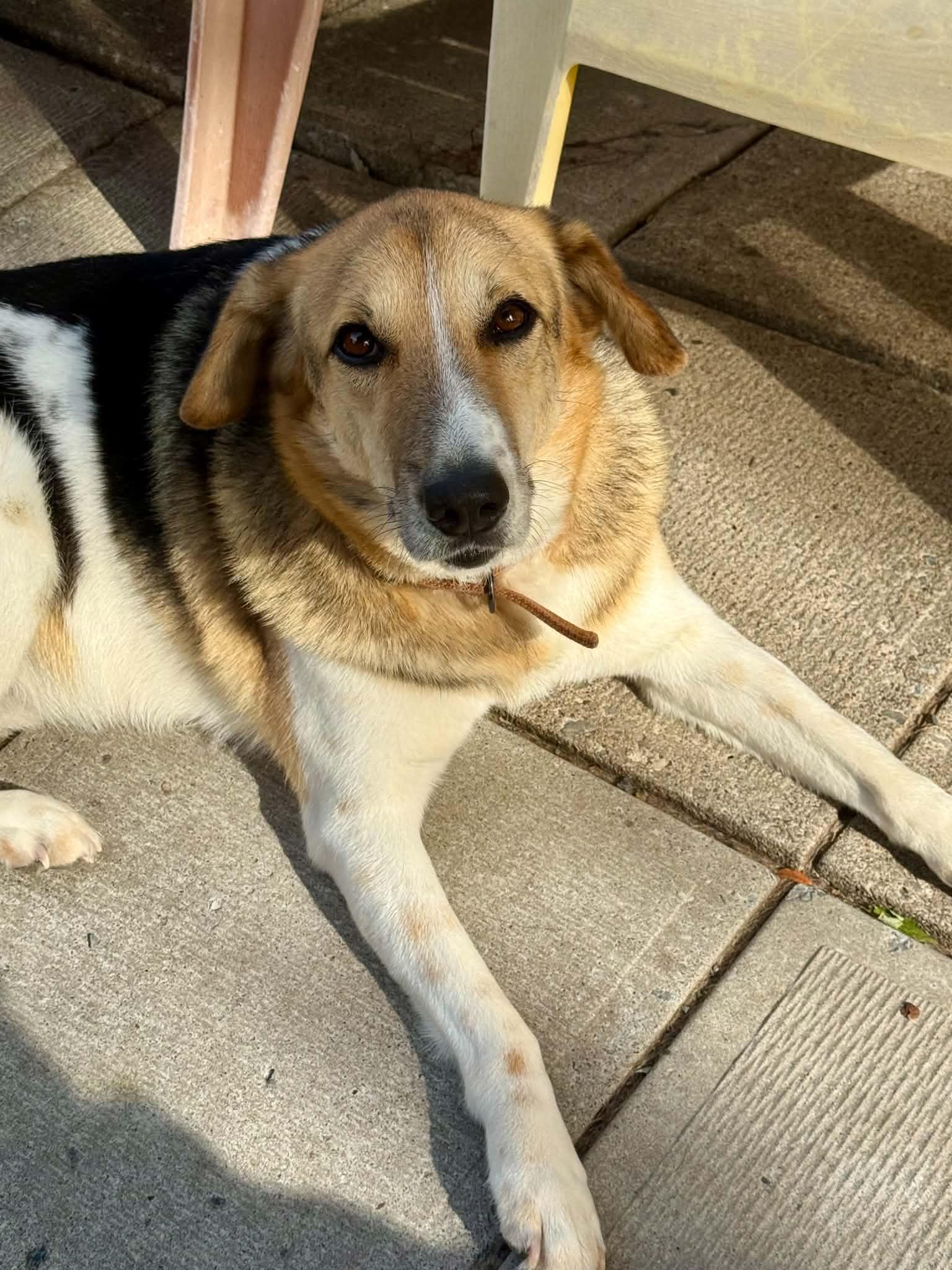 Enlarge Billy, a Adopted mixed breed in Pointe-Claire, QC image 1/4
