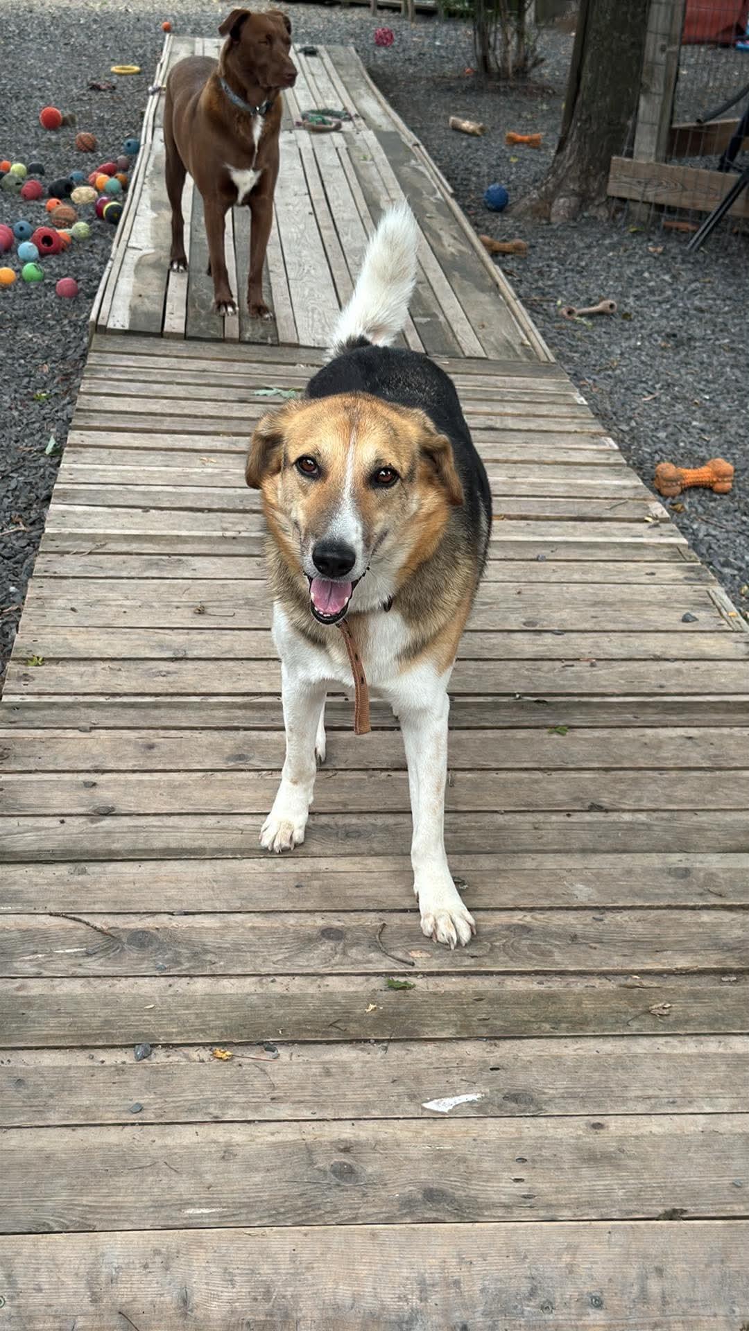 Enlarge Billy, a Adopted mixed breed in Pointe-Claire, QC image 3/4