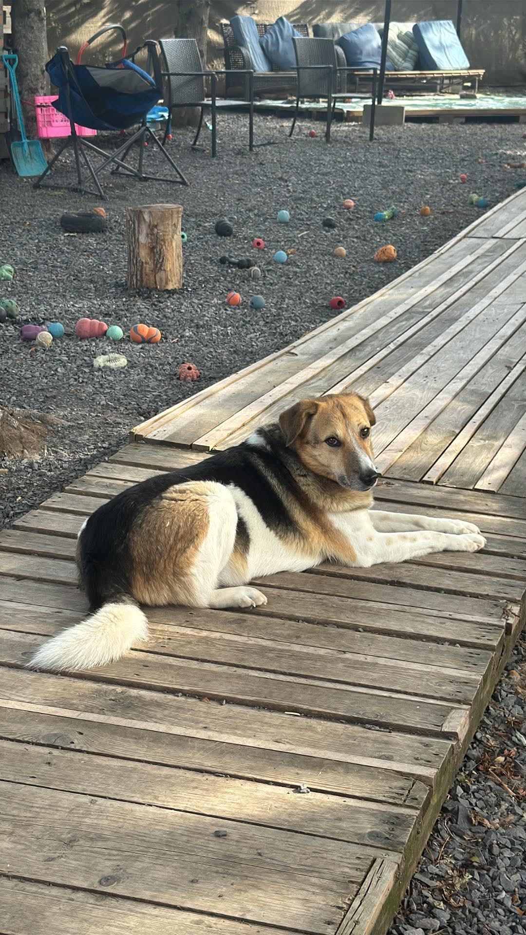 Enlarge Billy, a Adopted mixed breed in Pointe-Claire, QC image 2/4