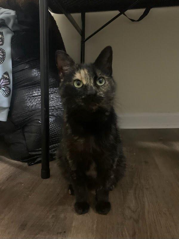 Enlarge Jelly Bean (Bobtail), an adopted Domestic Short Hair in Kenosha, WI image 4/6