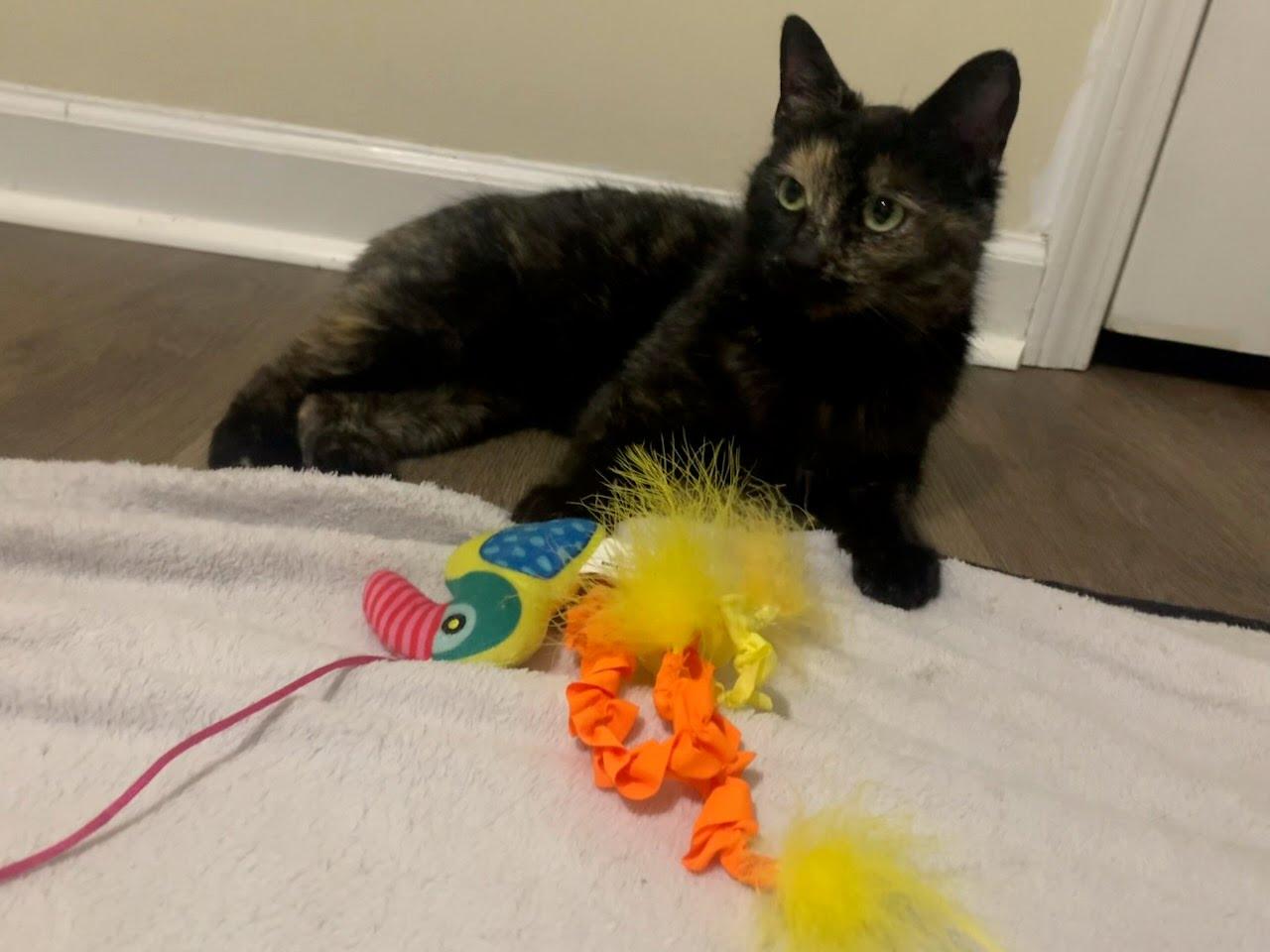 Enlarge Jelly Bean (Bobtail), an adopted Domestic Short Hair in Kenosha, WI image 6/6