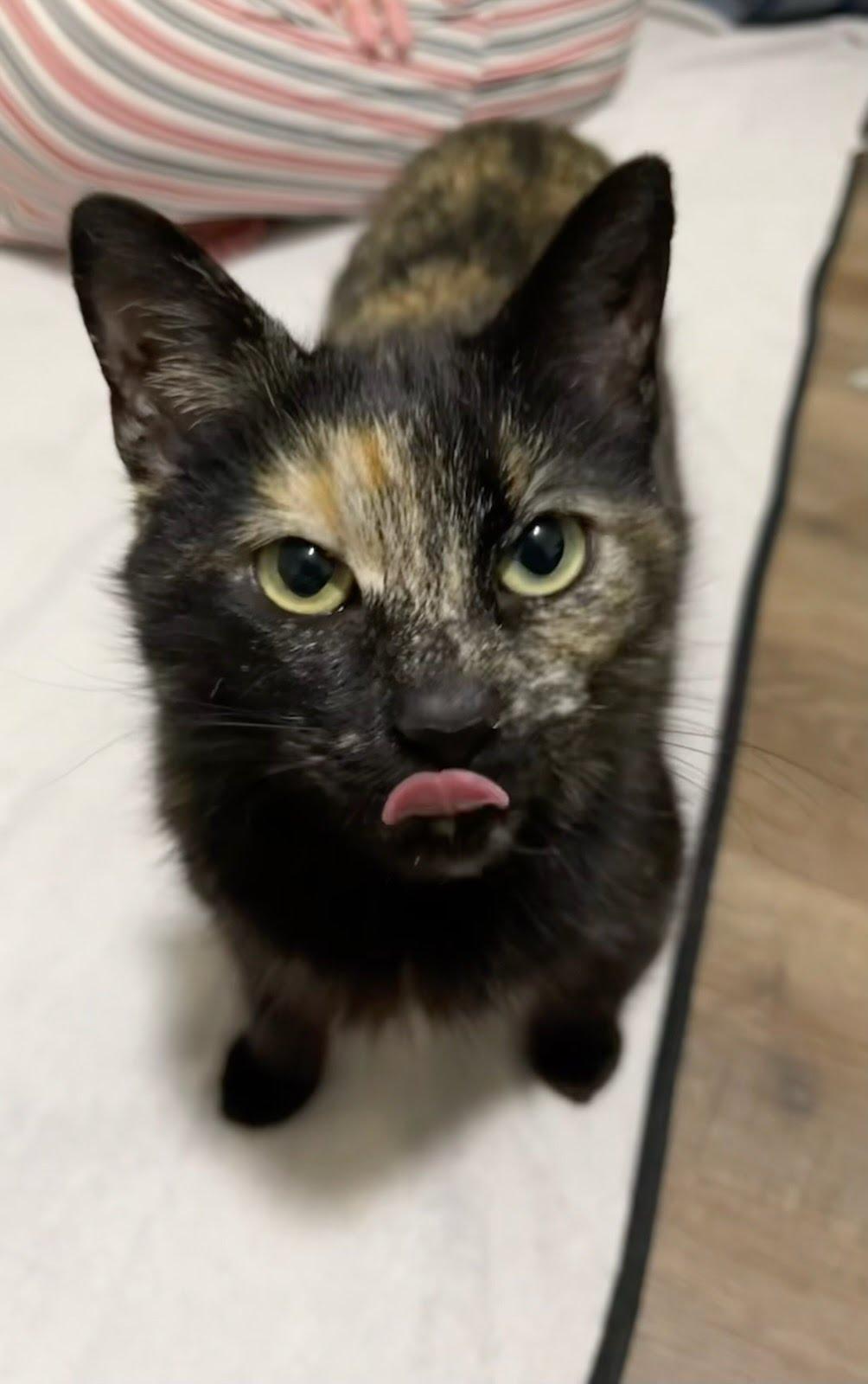 Enlarge Jelly Bean (Bobtail), an adopted Domestic Short Hair in Kenosha, WI image 3/6