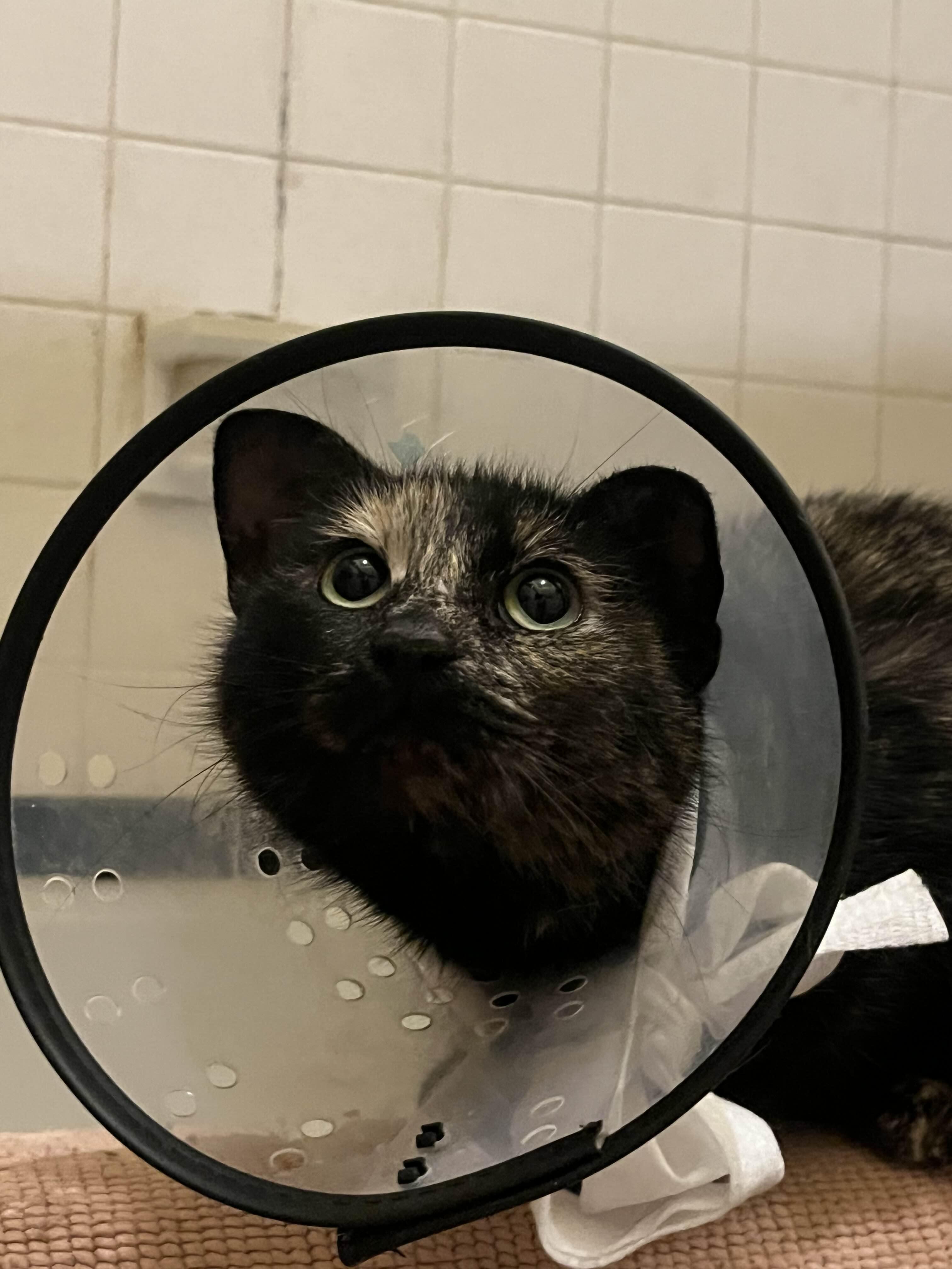 Enlarge Jelly Bean (Bobtail), an adopted Domestic Short Hair in Kenosha, WI image 1/6