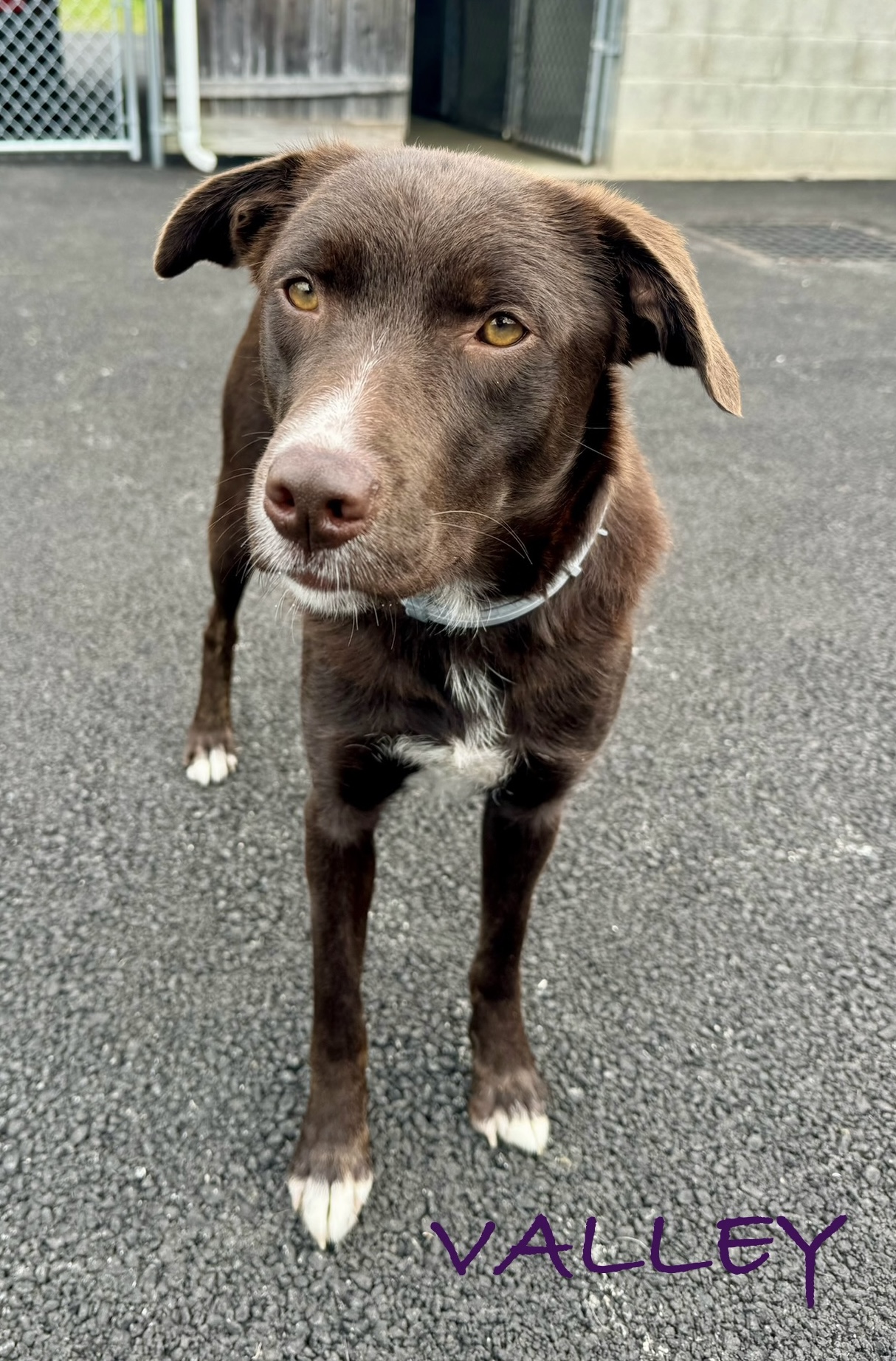 Valley, a Adopted Collie in Putnam Valley, NY image 1/4