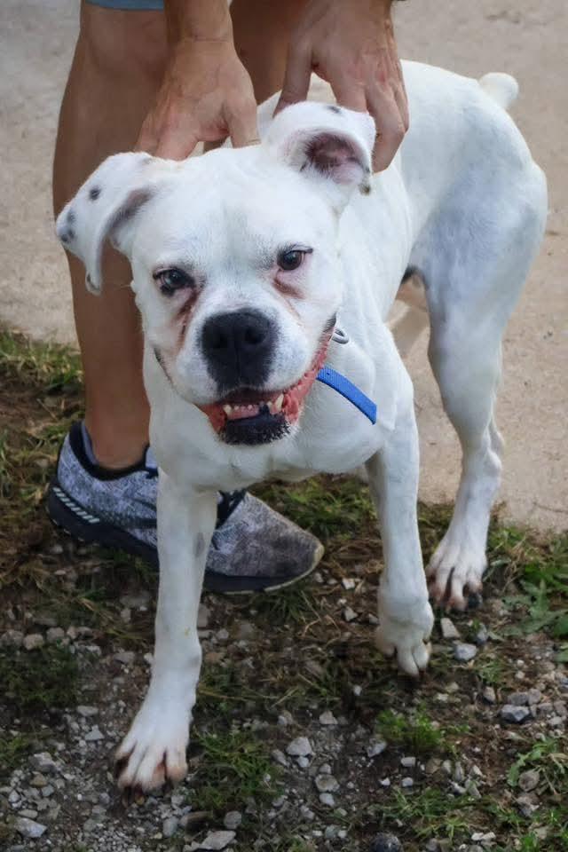 Hoss, Adoptable, Adult Male Boxer.