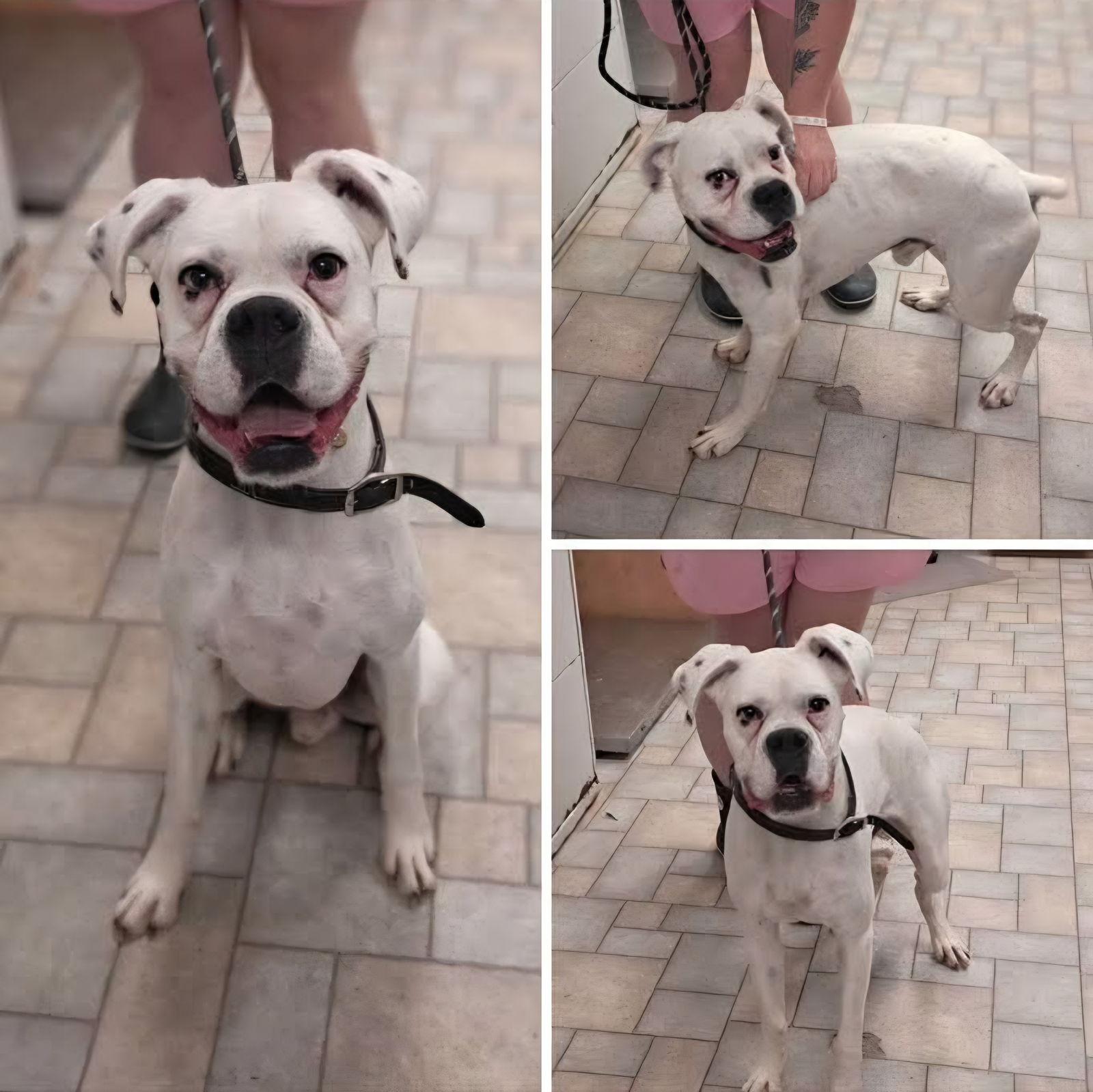 Hoss, a Adoptable Boxer in Woodbury, MN image 2/3