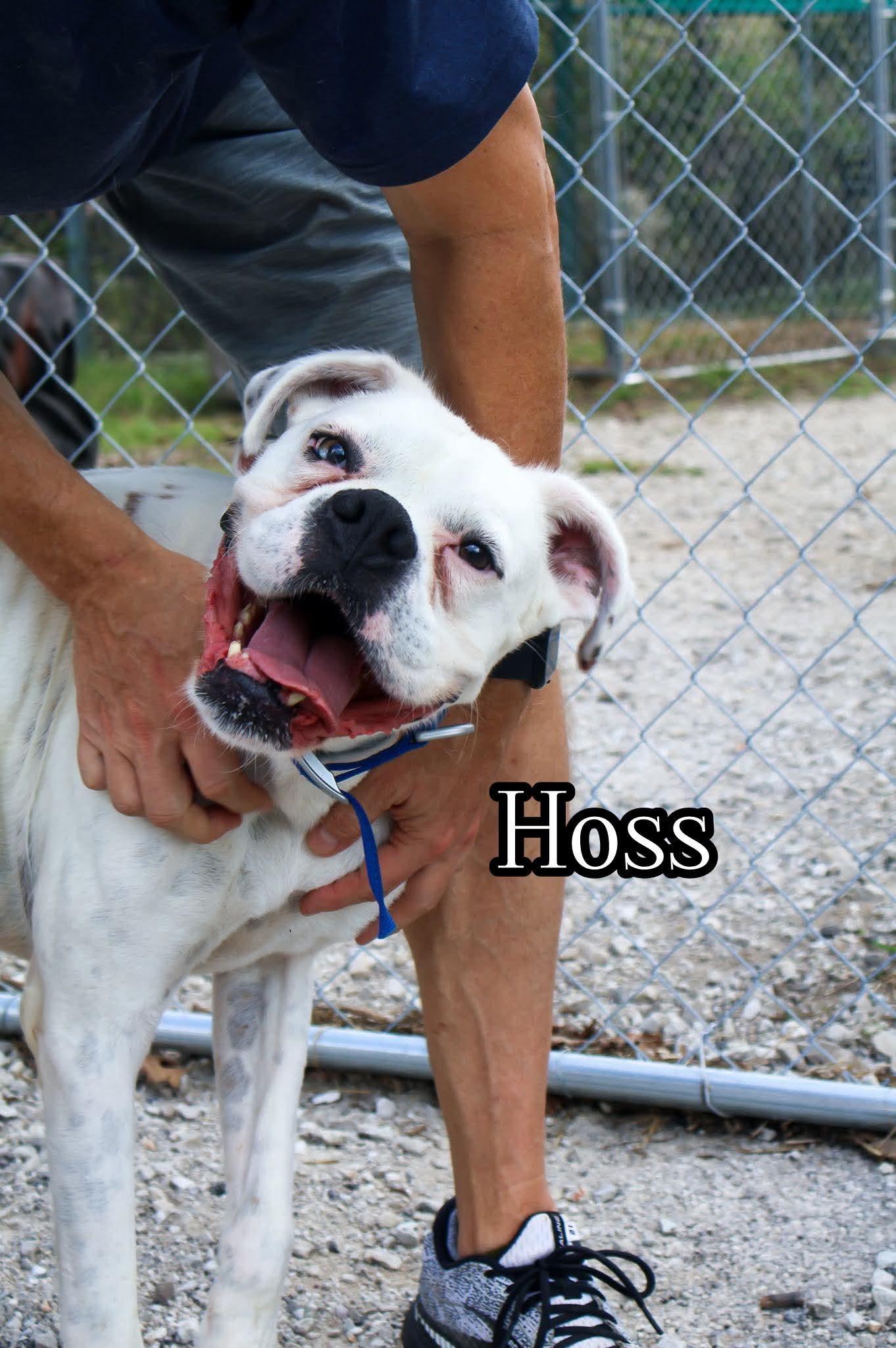 Hoss, a Adoptable Boxer in Woodbury, MN image 3/3