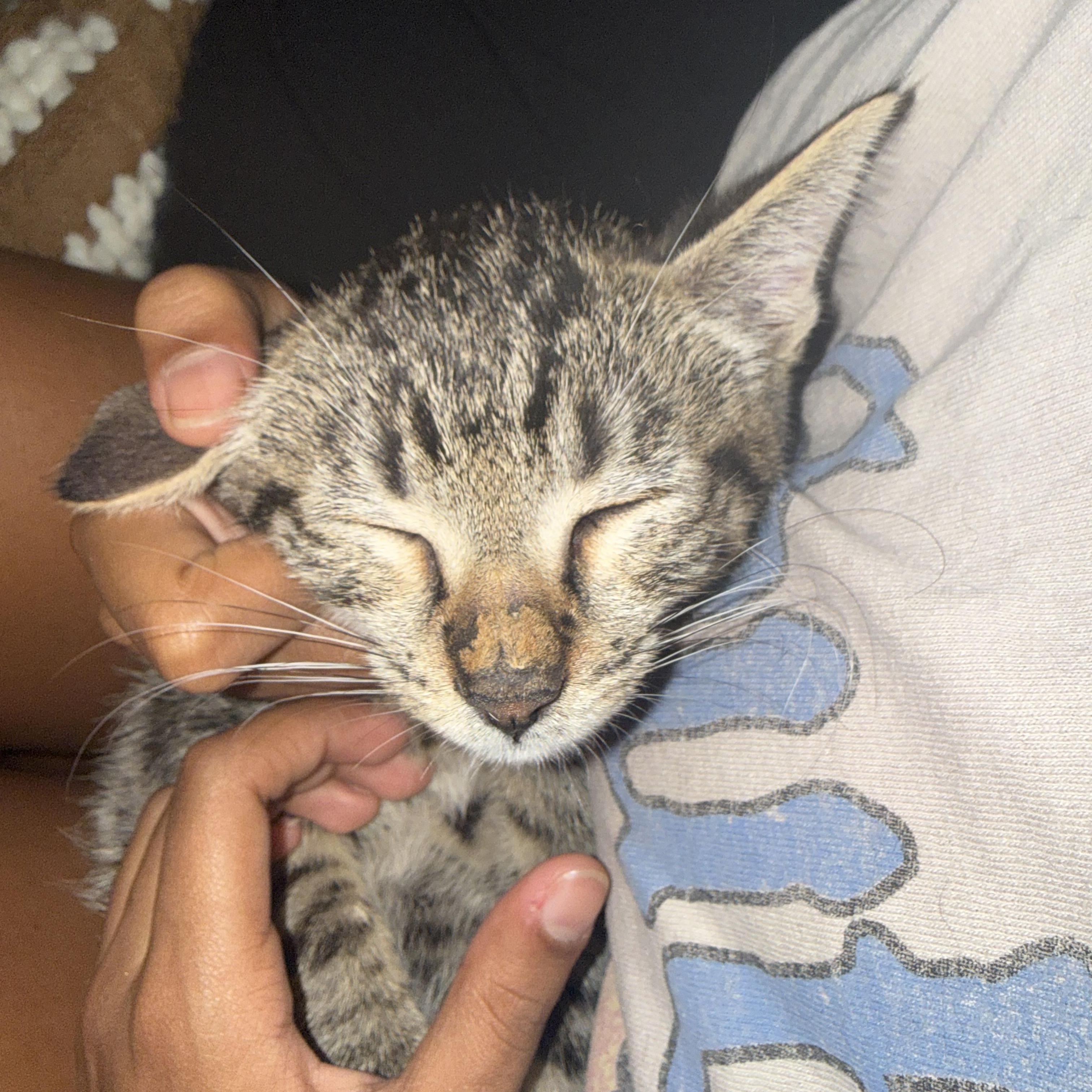 Enlarge Rufus Delancey, a Adopted Domestic Short Hair in Philadelphia, PA image 5/6