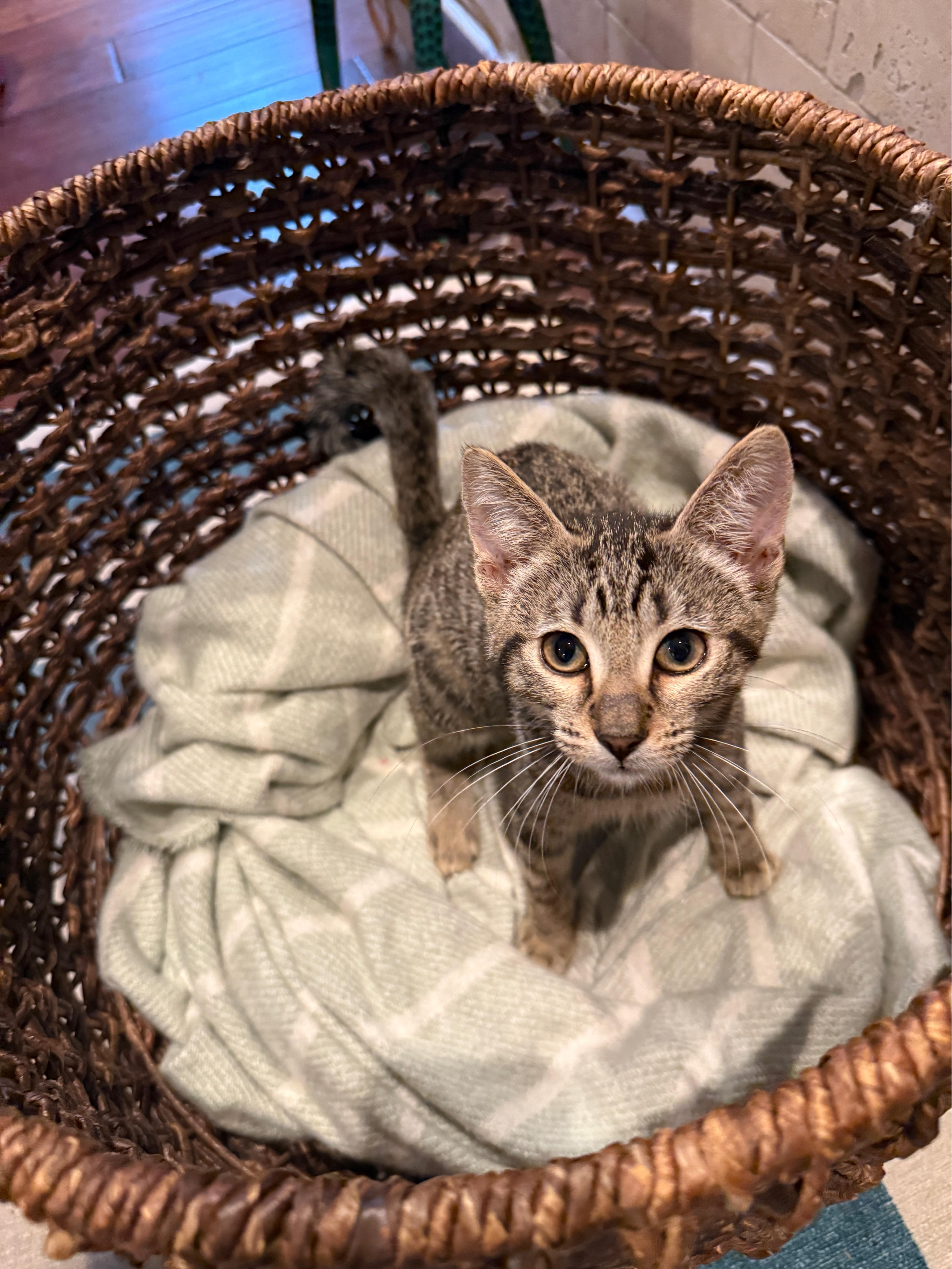 Enlarge Rufus Delancey, a Adopted Domestic Short Hair in Philadelphia, PA image 2/6