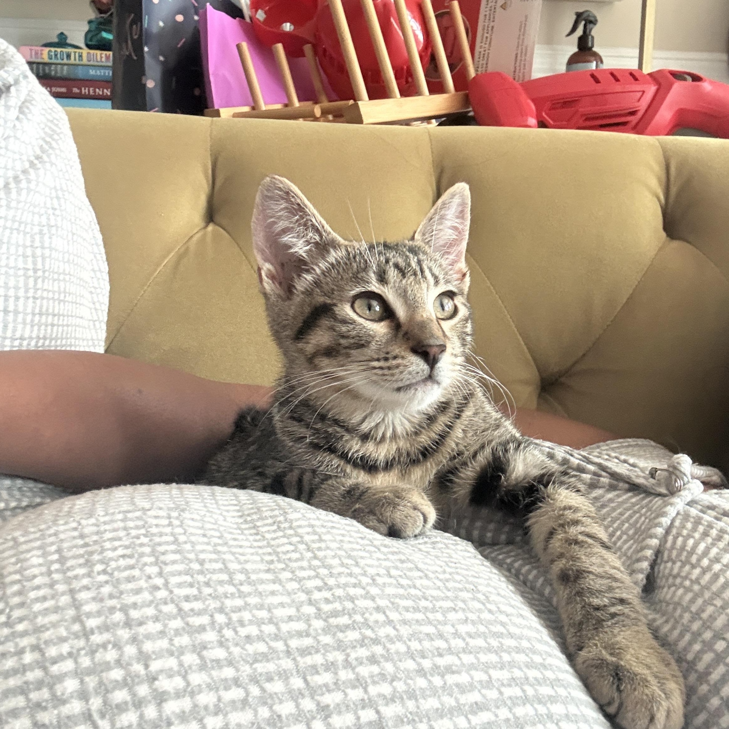 Enlarge Rufus Delancey, a Adopted Domestic Short Hair in Philadelphia, PA image 1/6