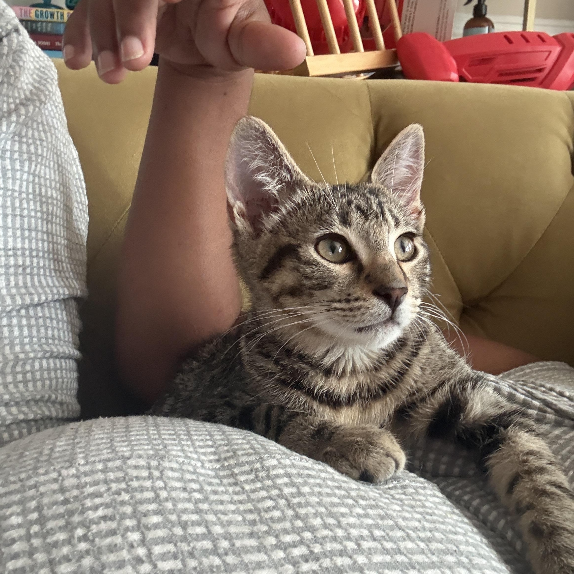 Enlarge Rufus Delancey, a Adopted Domestic Short Hair in Philadelphia, PA image 4/6