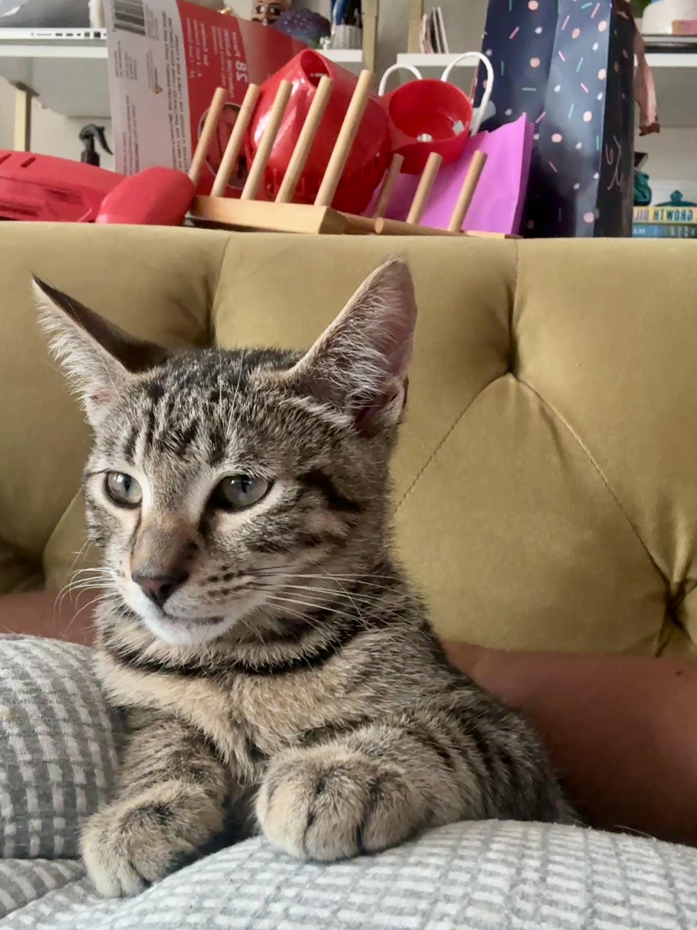 Enlarge Rufus Delancey, a Adopted Domestic Short Hair in Philadelphia, PA image 6/6