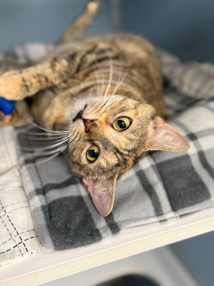 Sansa, Adoptable, Adult Female Domestic Short Hair & Domestic Short Hair.