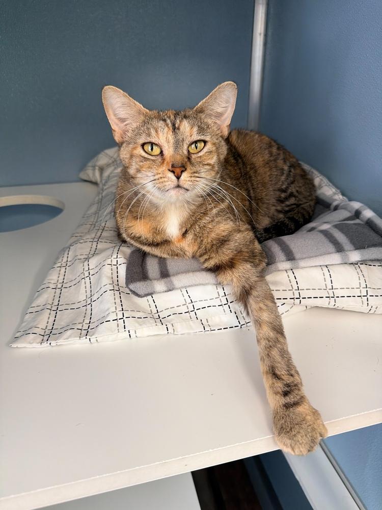 Enlarge Sansa, a Adoptable mixed breed in Milltown, NJ image 2/3