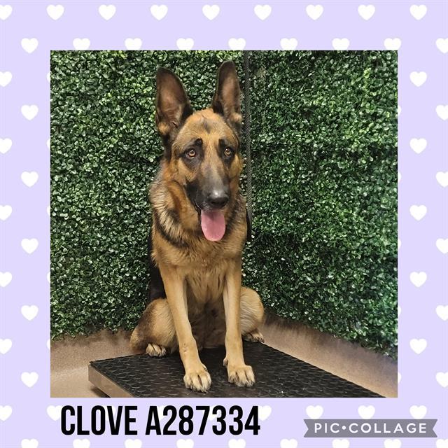 CLOVE, Adoptable, Young Female German Shepherd Dog.