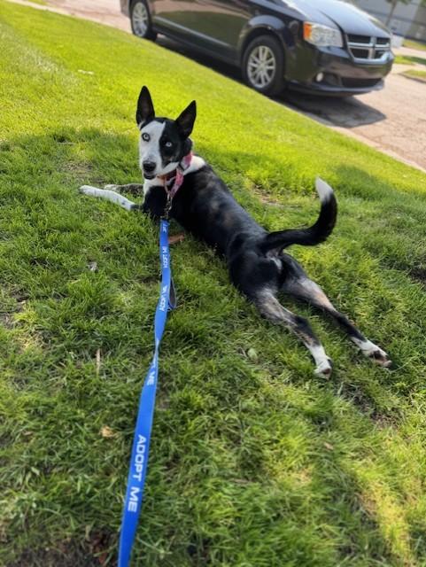Enlarge Cher, an adopted mixed breed in Bay City, MI image 4/6