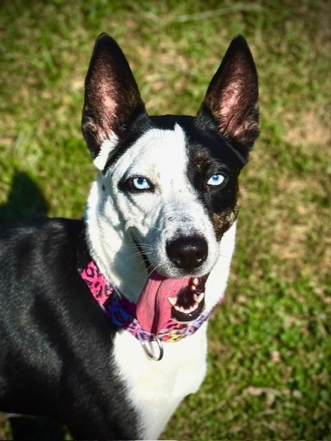 Enlarge Cher, an adopted mixed breed in Bay City, MI image 5/6