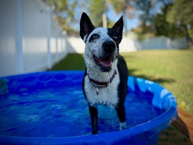 Enlarge Cher, an adopted mixed breed in Bay City, MI image 1/6