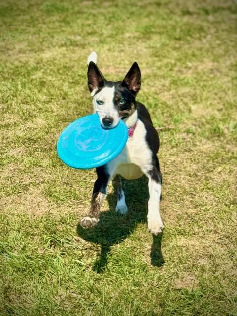 Enlarge Cher, an adopted mixed breed in Bay City, MI image 6/6