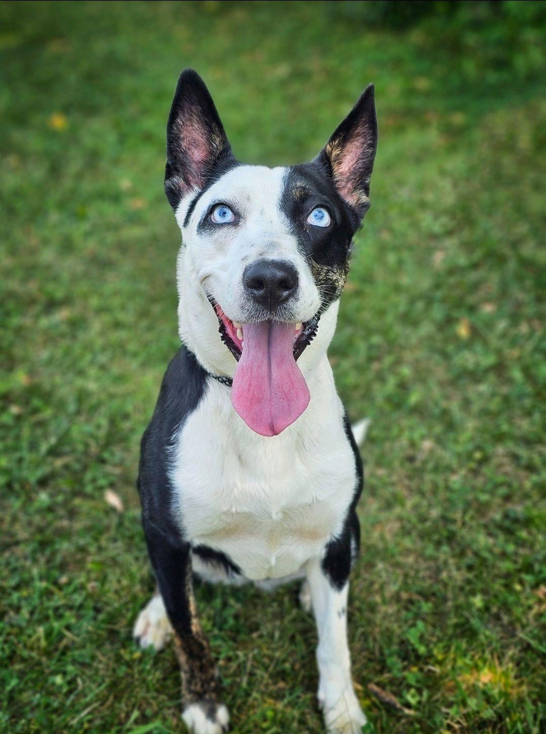 Enlarge Cher, an adopted mixed breed in Bay City, MI image 2/6