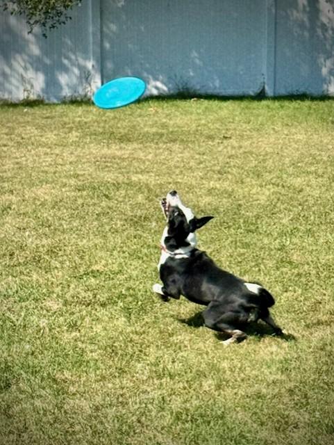 Enlarge Cher, an adopted mixed breed in Bay City, MI image 3/6