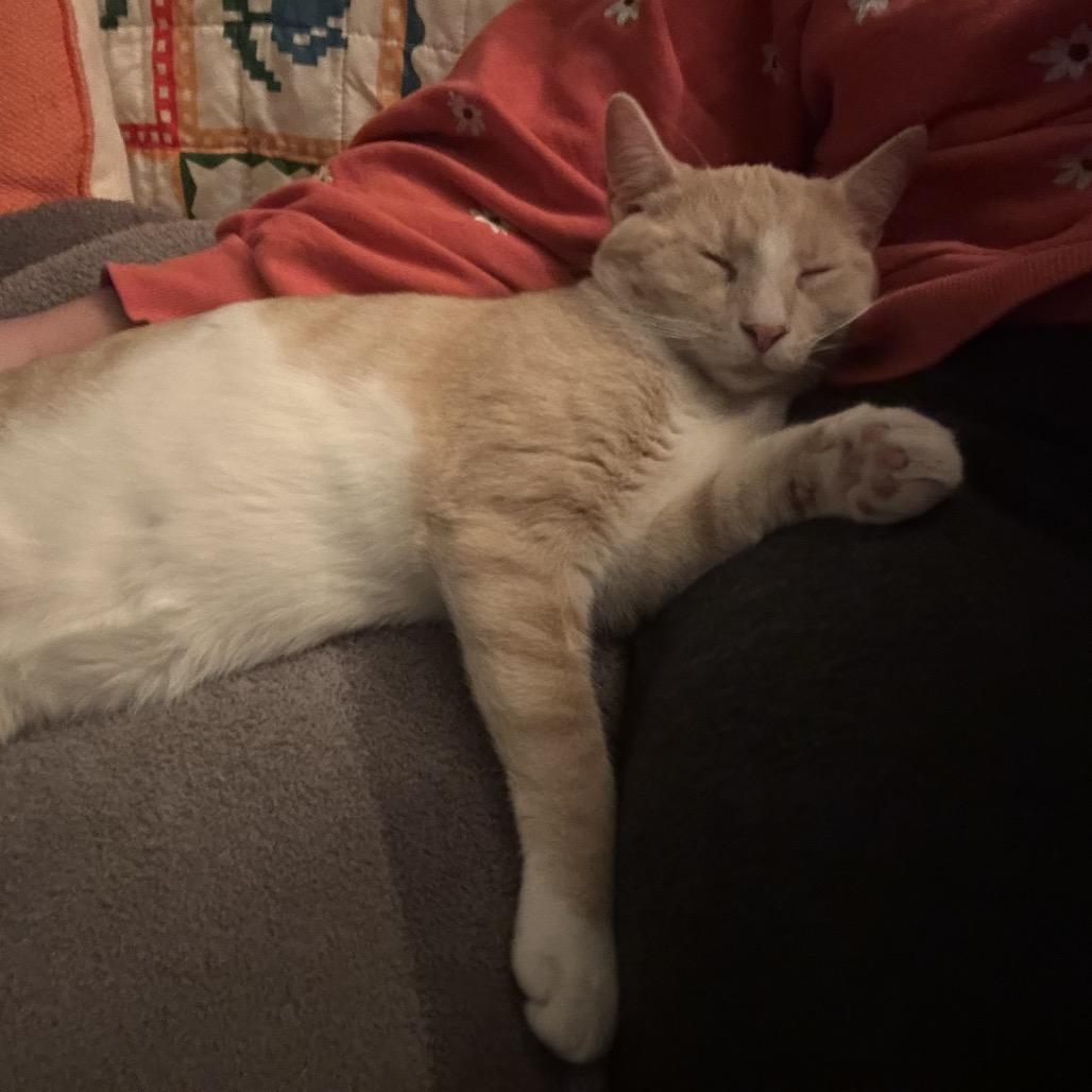 *Newby, Adoptable, Young Male Domestic Short Hair.