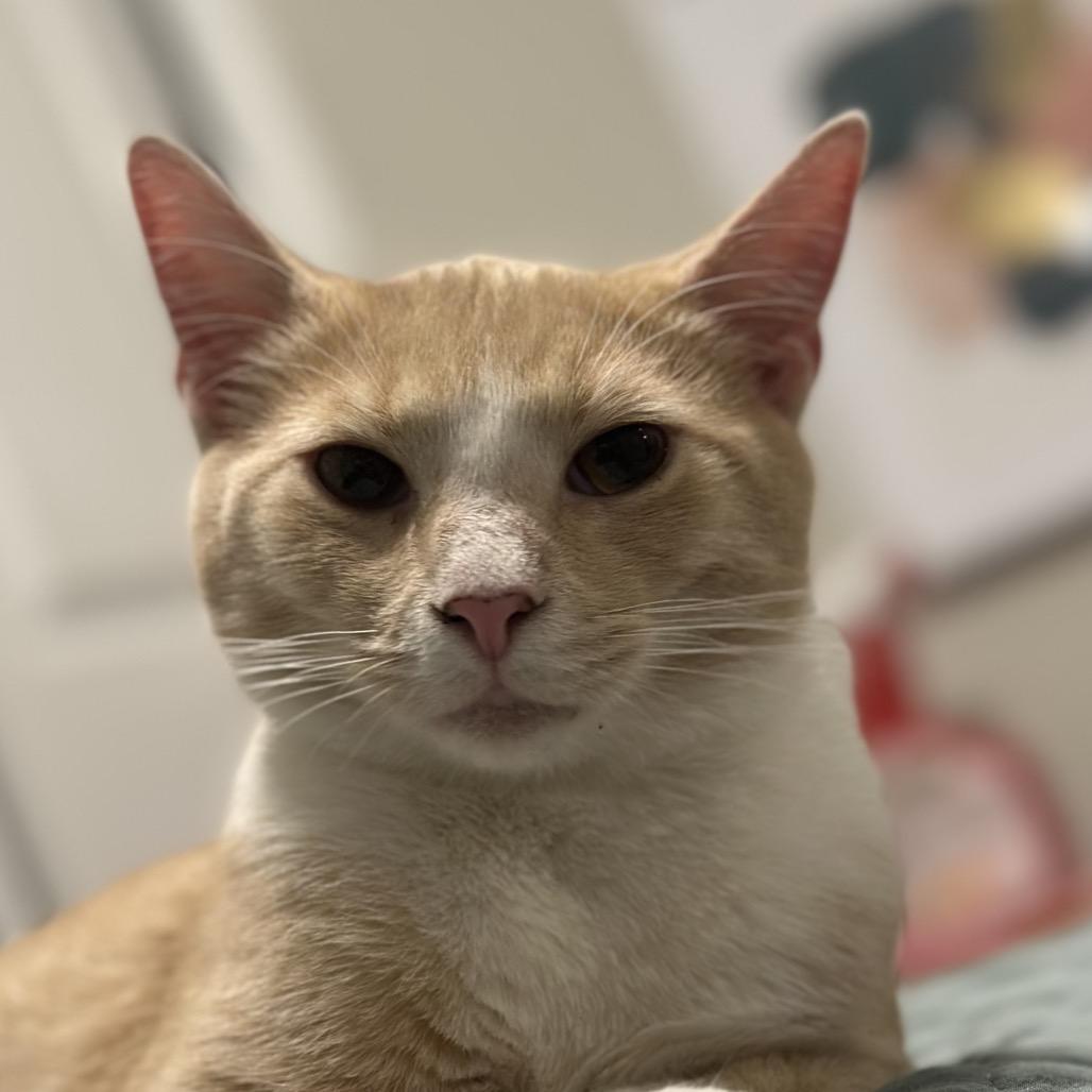 Enlarge *Newby, a Adoptable Domestic Short Hair in Huntsville, AL image 2/6