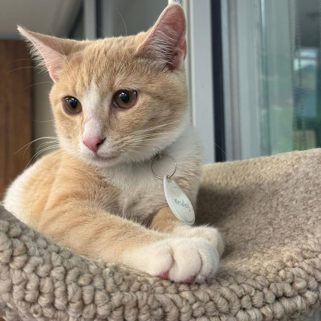Enlarge *Newby, a Adoptable Domestic Short Hair in Huntsville, AL image 3/6