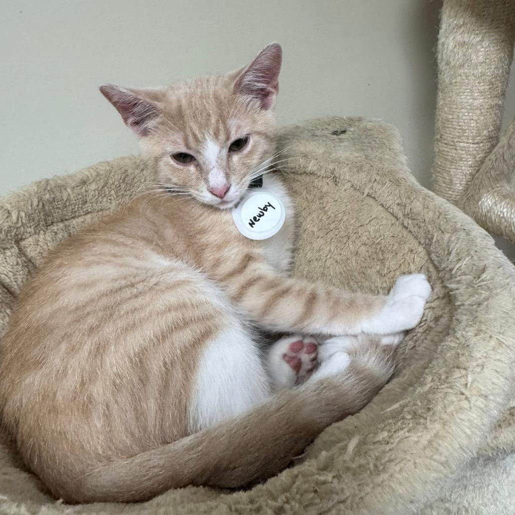 Enlarge *Newby, a Adoptable Domestic Short Hair in Huntsville, AL image 5/6