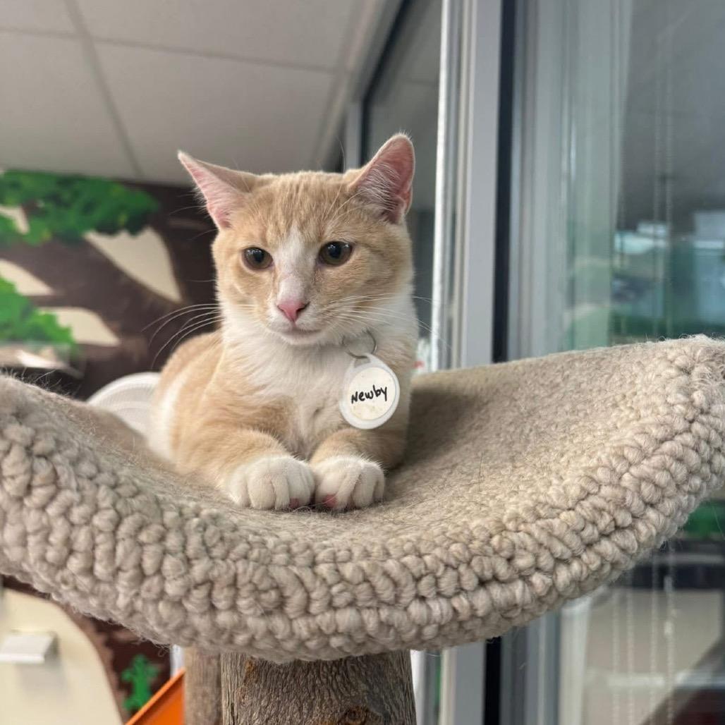 Enlarge *Newby, a Adoptable Domestic Short Hair in Huntsville, AL image 6/6