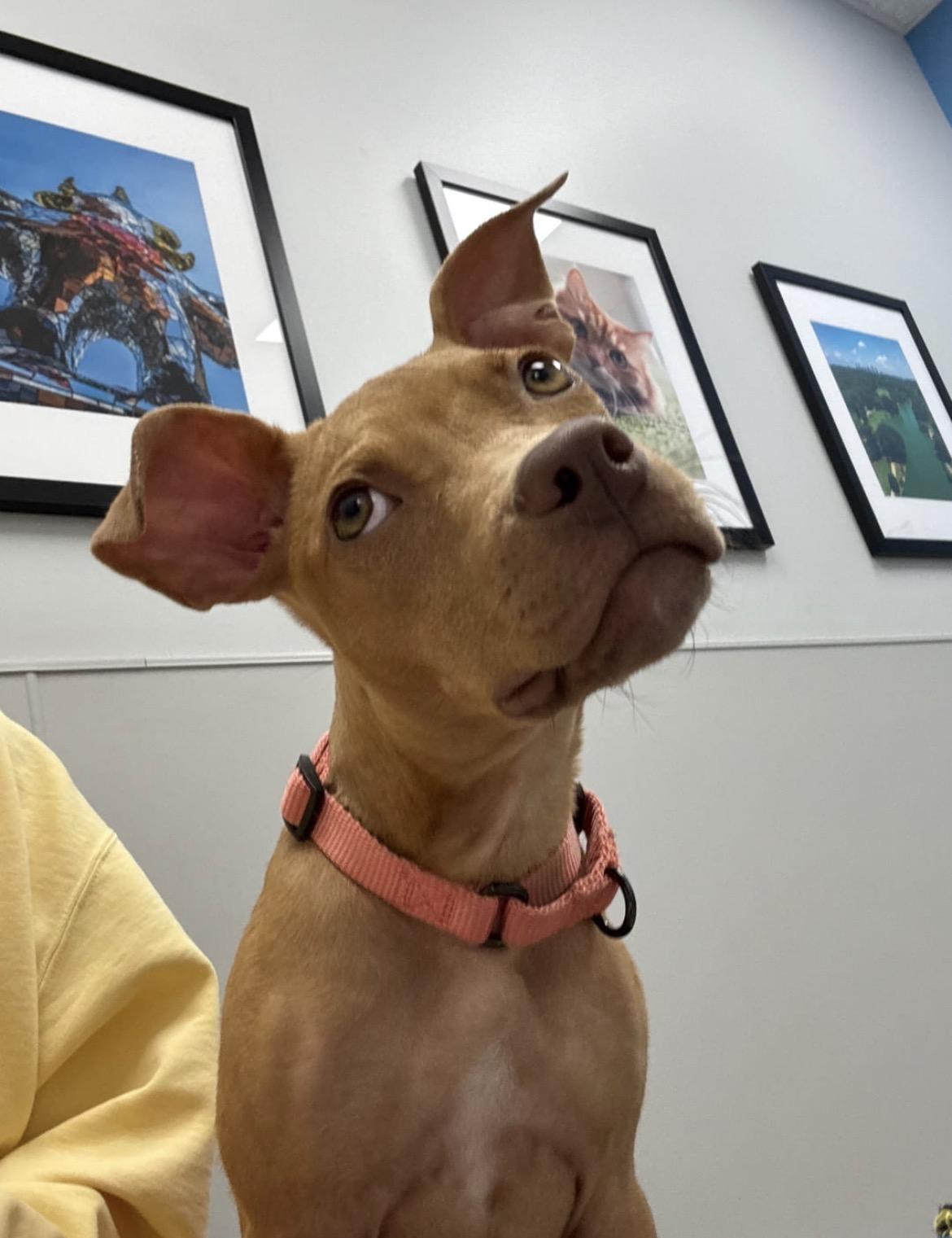 Finley, Adoptable, Puppy Female Pit Bull Terrier.