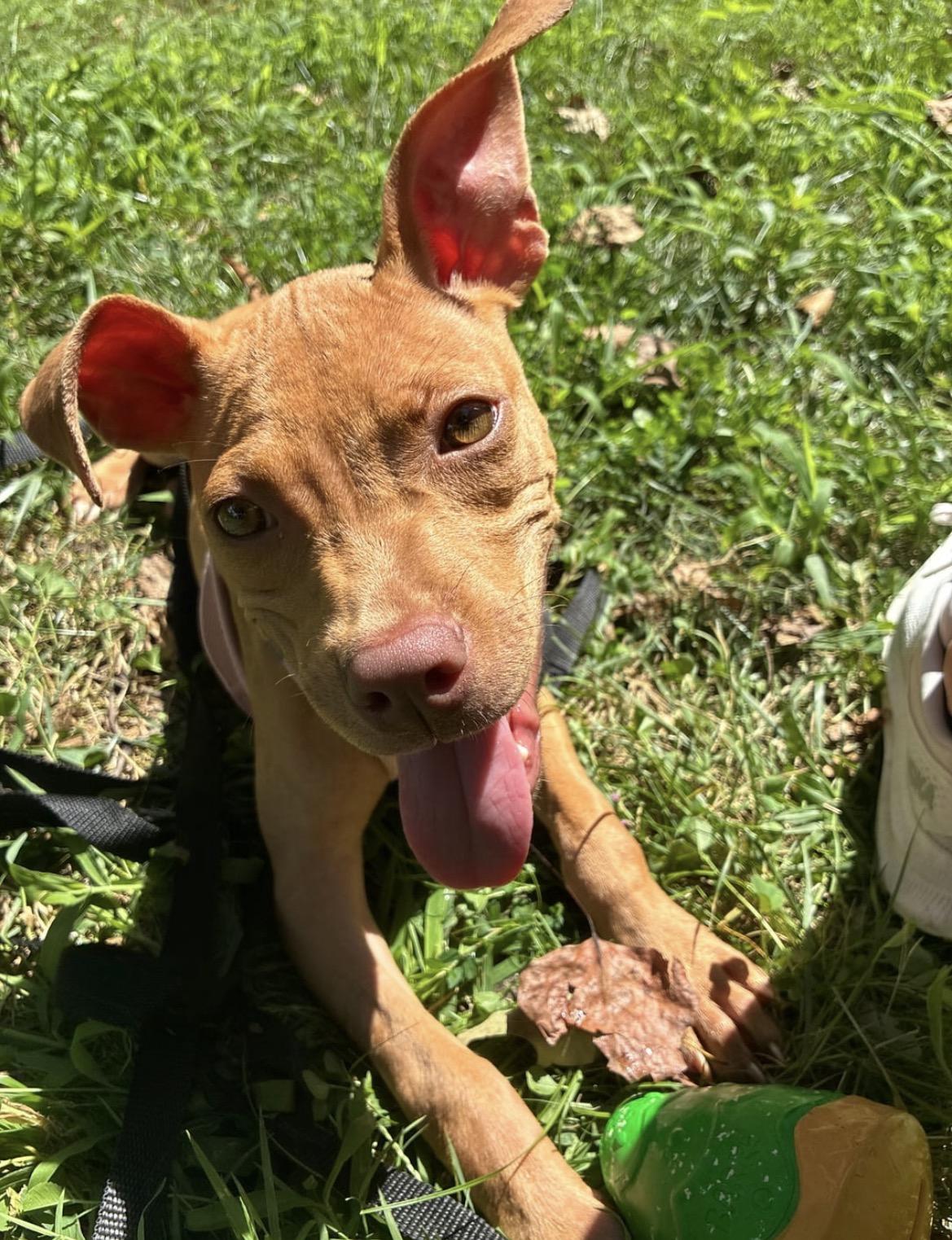 Enlarge Finley, a Adoptable Pit Bull Terrier in Cornelius, NC image 3/3