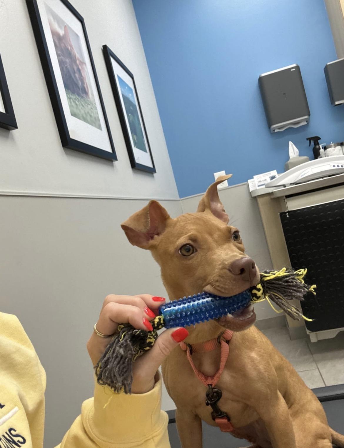 Enlarge Finley, a Adoptable Pit Bull Terrier in Cornelius, NC image 2/3