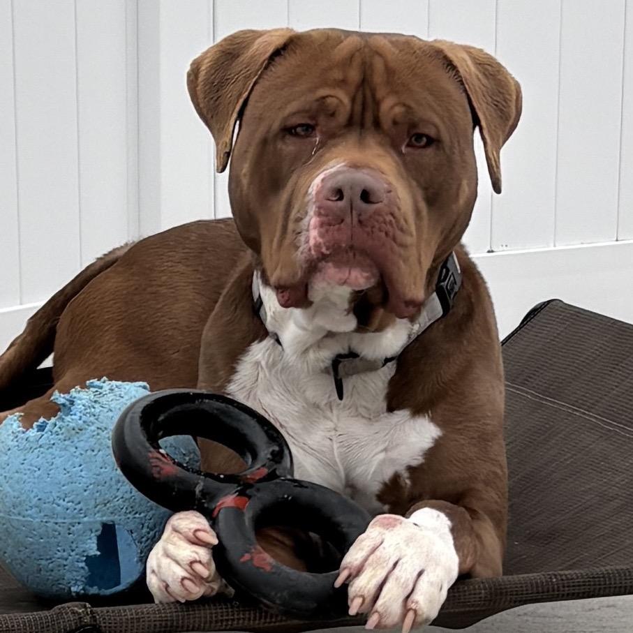 Mellow, Adoptable, Adult Male Pit Bull Terrier.