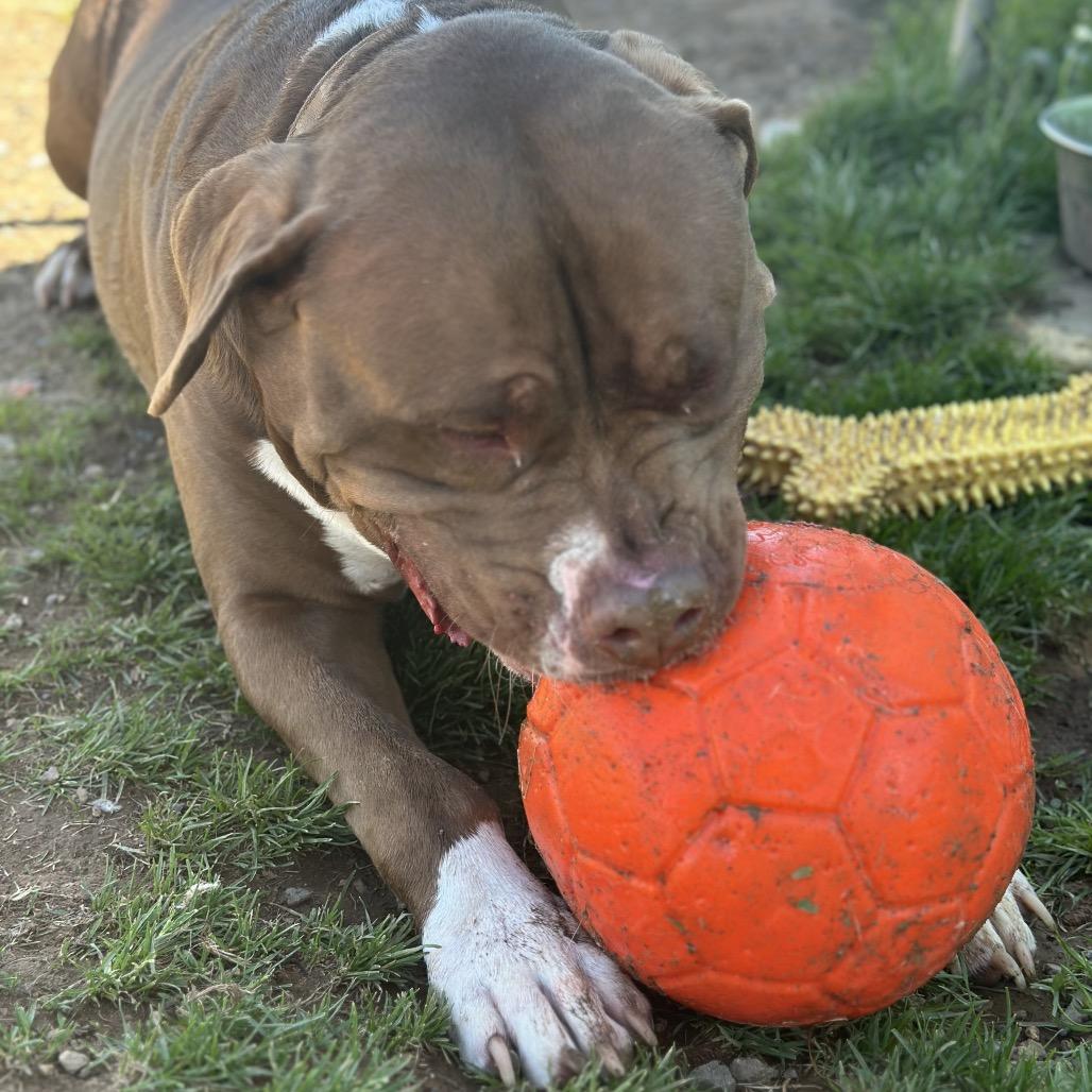 Mellow, Adoptable, Adult Male Pit Bull Terrier.