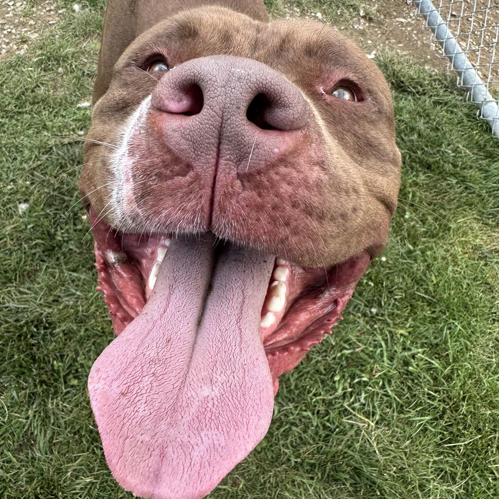 Enlarge Mellow, a Adoptable Pit Bull Terrier in Harrisonburg, VA image 2/6