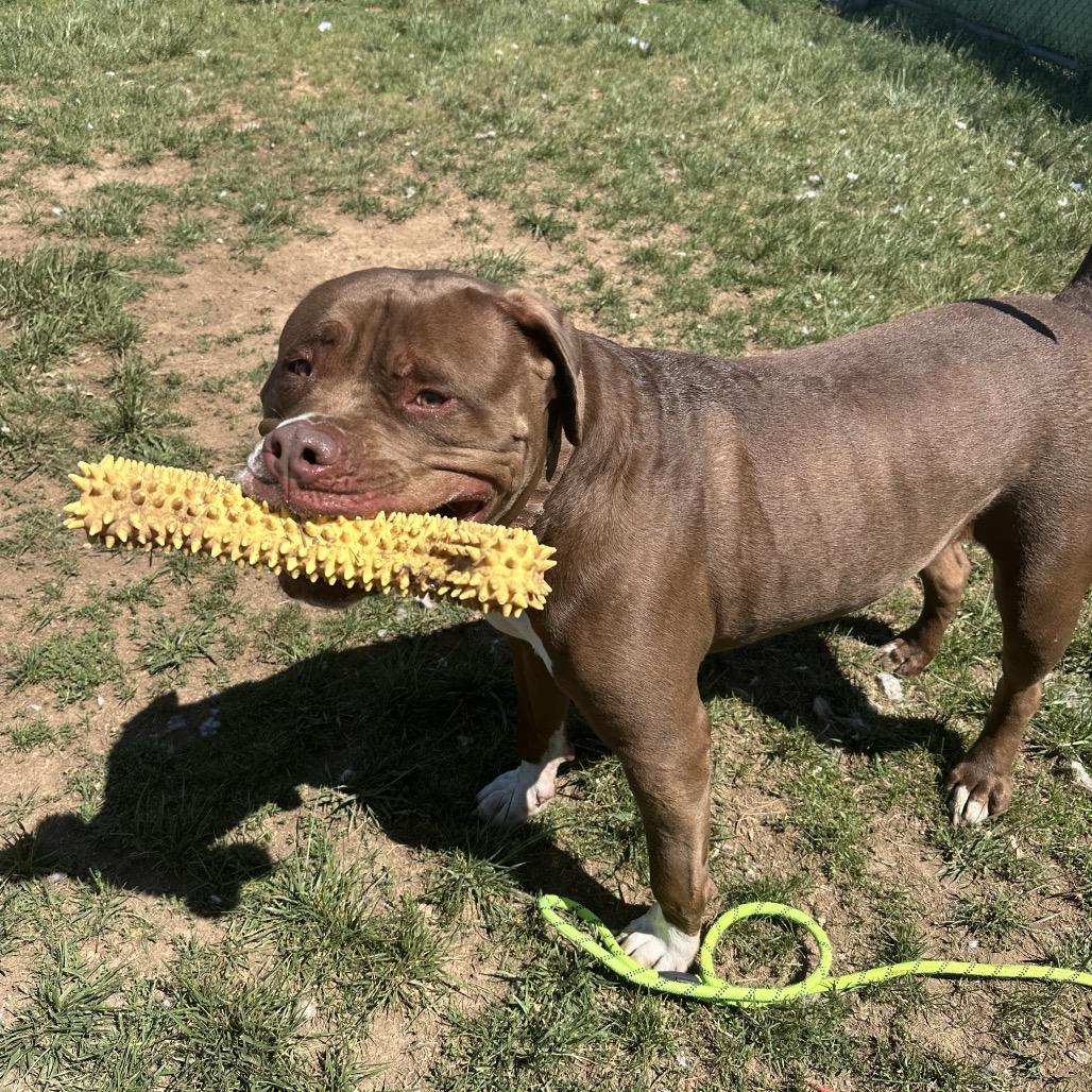 Enlarge Mellow, a Adoptable Pit Bull Terrier in Harrisonburg, VA image 3/6