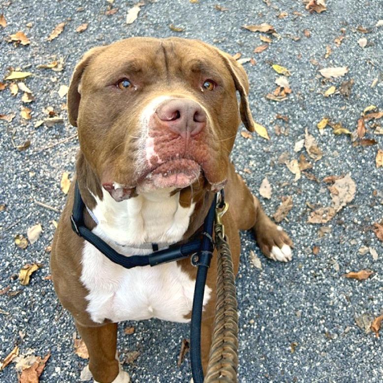 Mellow, a Adoptable Pit Bull Terrier in Harrisonburg, VA image 4/6