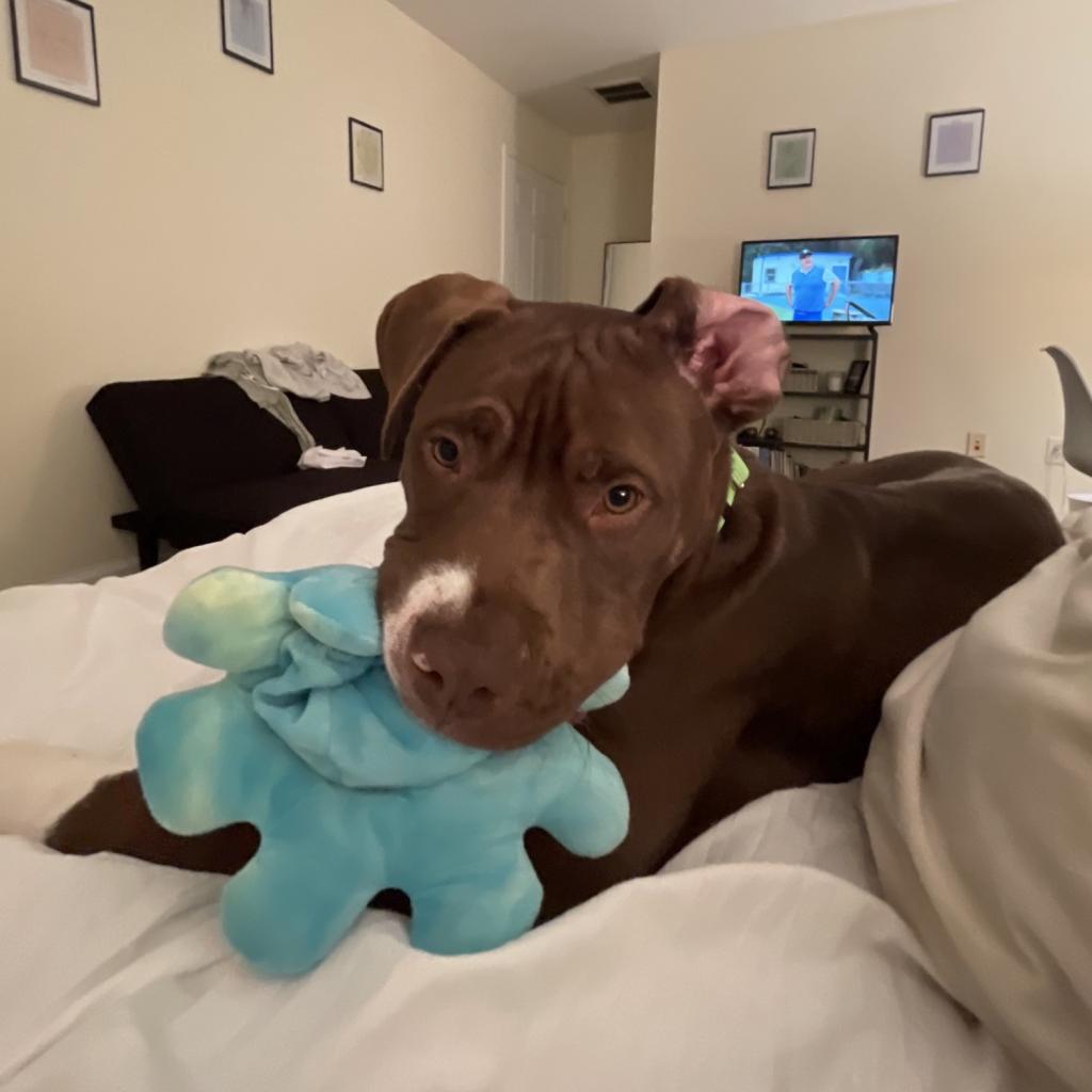 Enlarge Mellow, a Adoptable Pit Bull Terrier in Harrisonburg, VA image 4/6