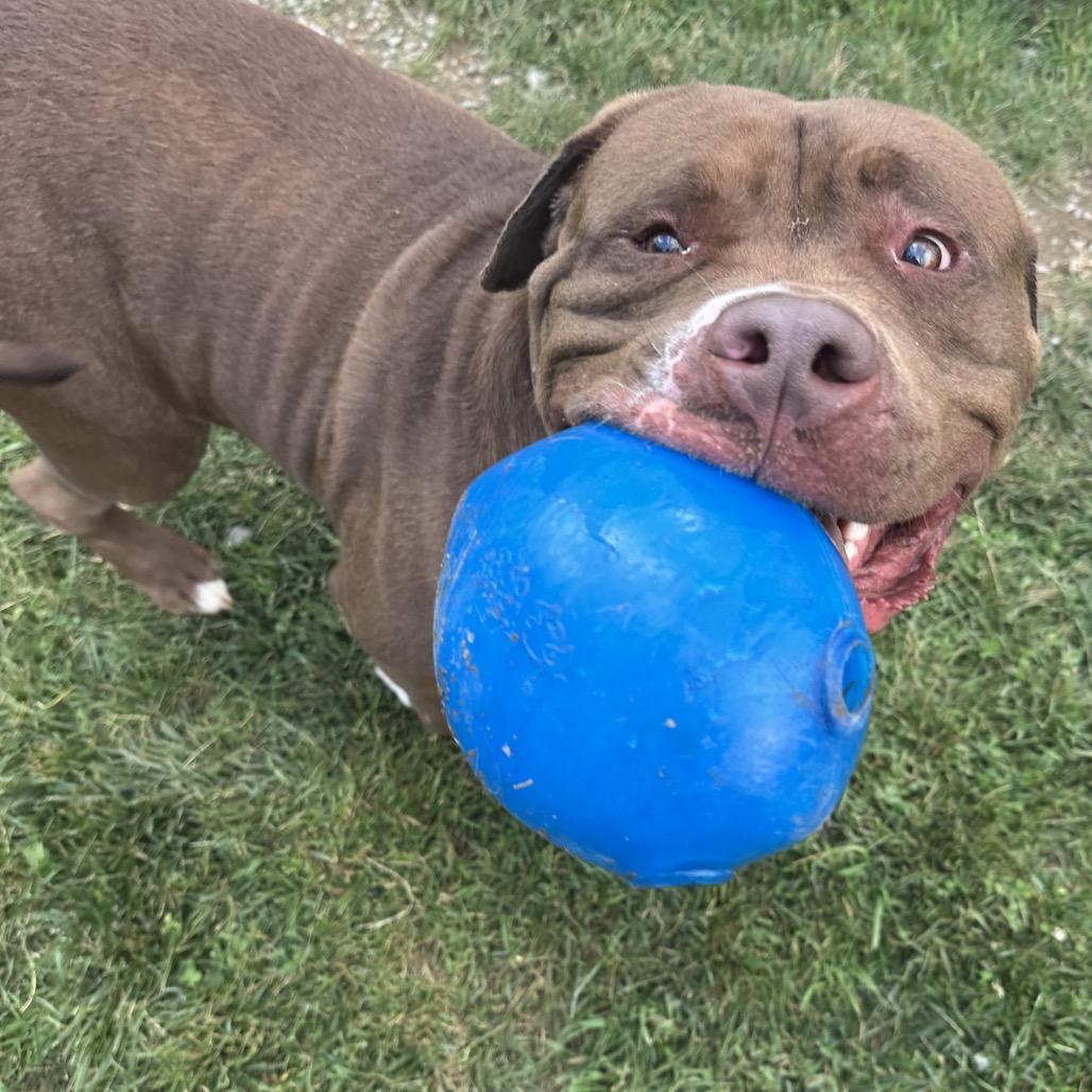 Enlarge Mellow, a Adoptable Pit Bull Terrier in Harrisonburg, VA image 5/6