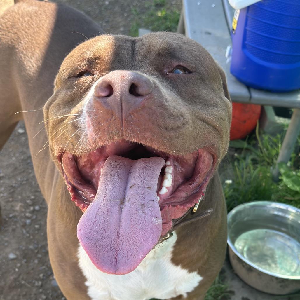 Enlarge Mellow, a Adoptable Pit Bull Terrier in Harrisonburg, VA image 6/6
